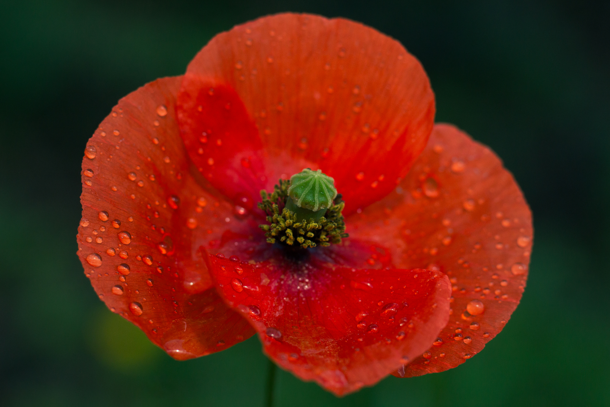 Photo of Long-headed poppy (11/12)