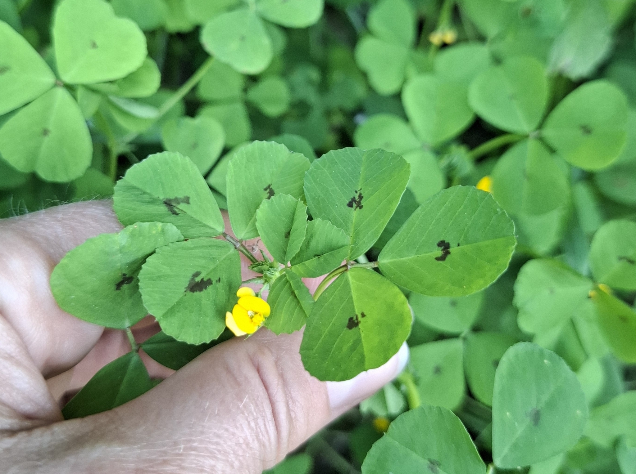 Photo of Spotted medick (5/12)