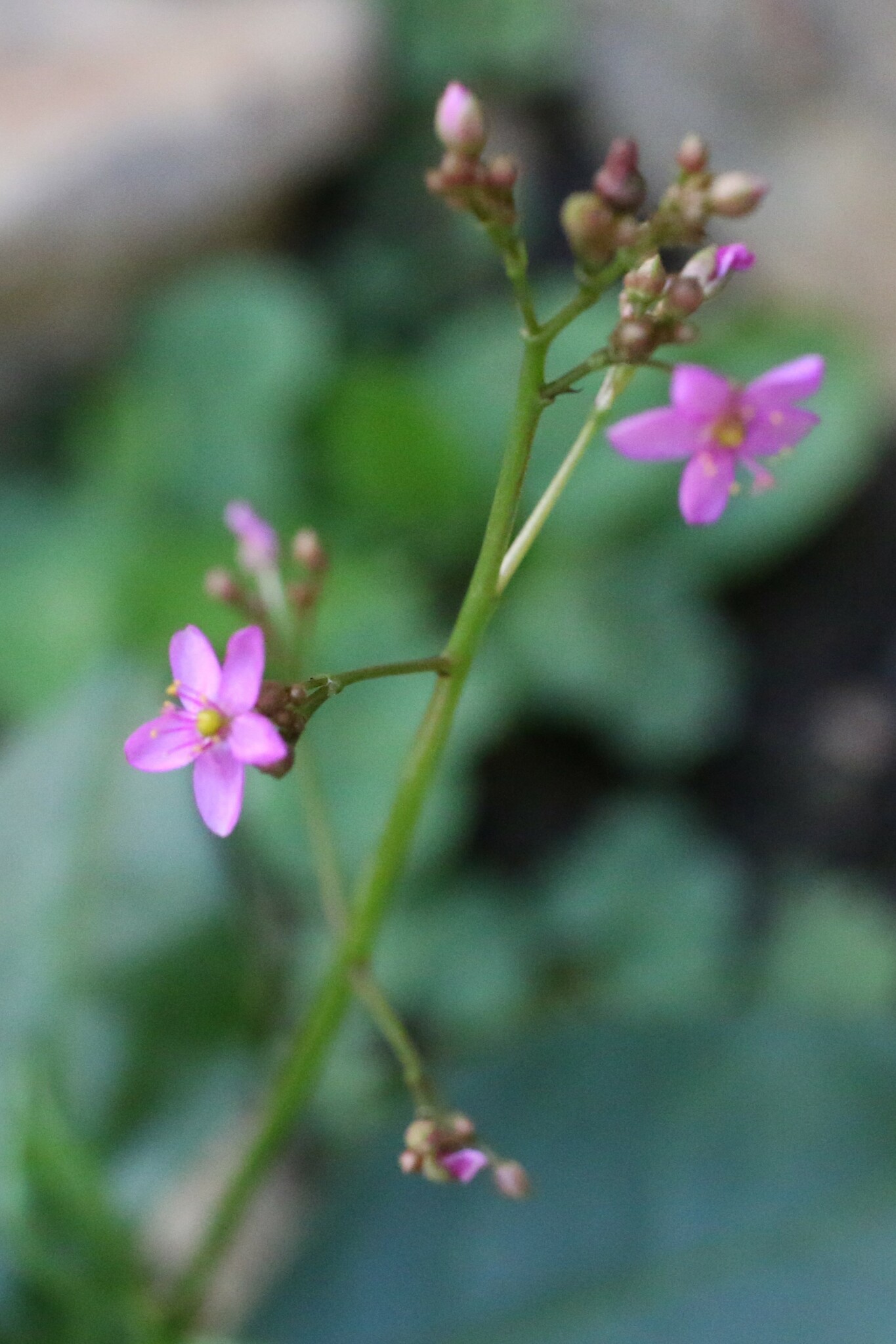 Photo of Jewels of Opar (2/5)