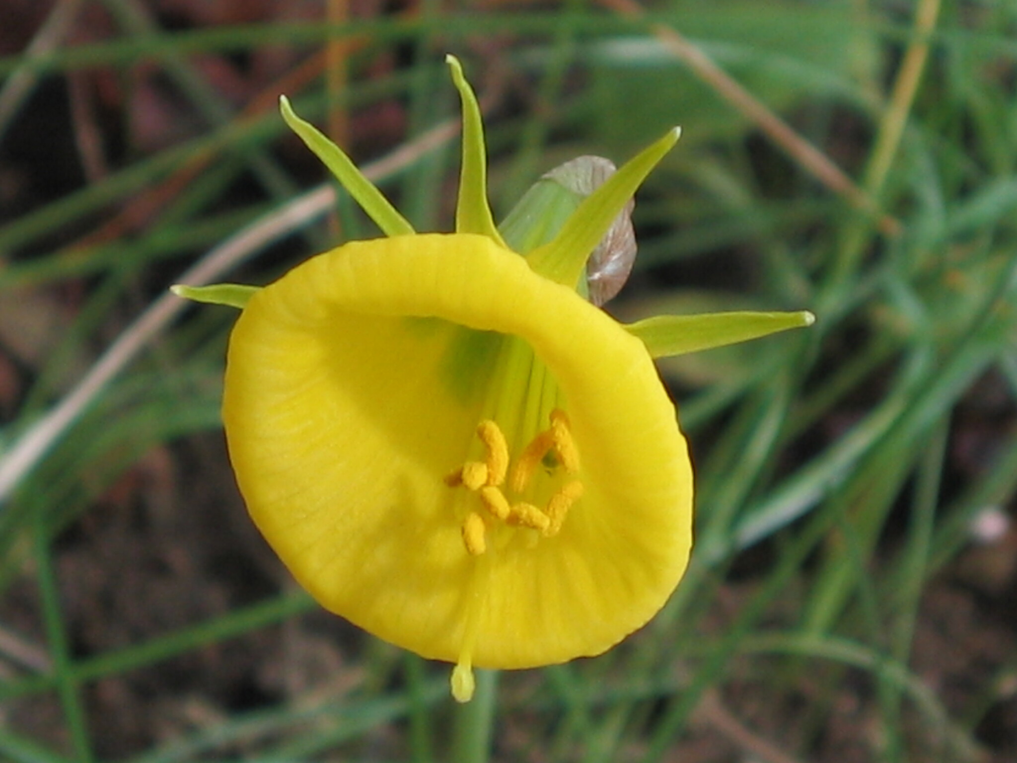 Photo of hoop-petticoat daffodil (7/12)