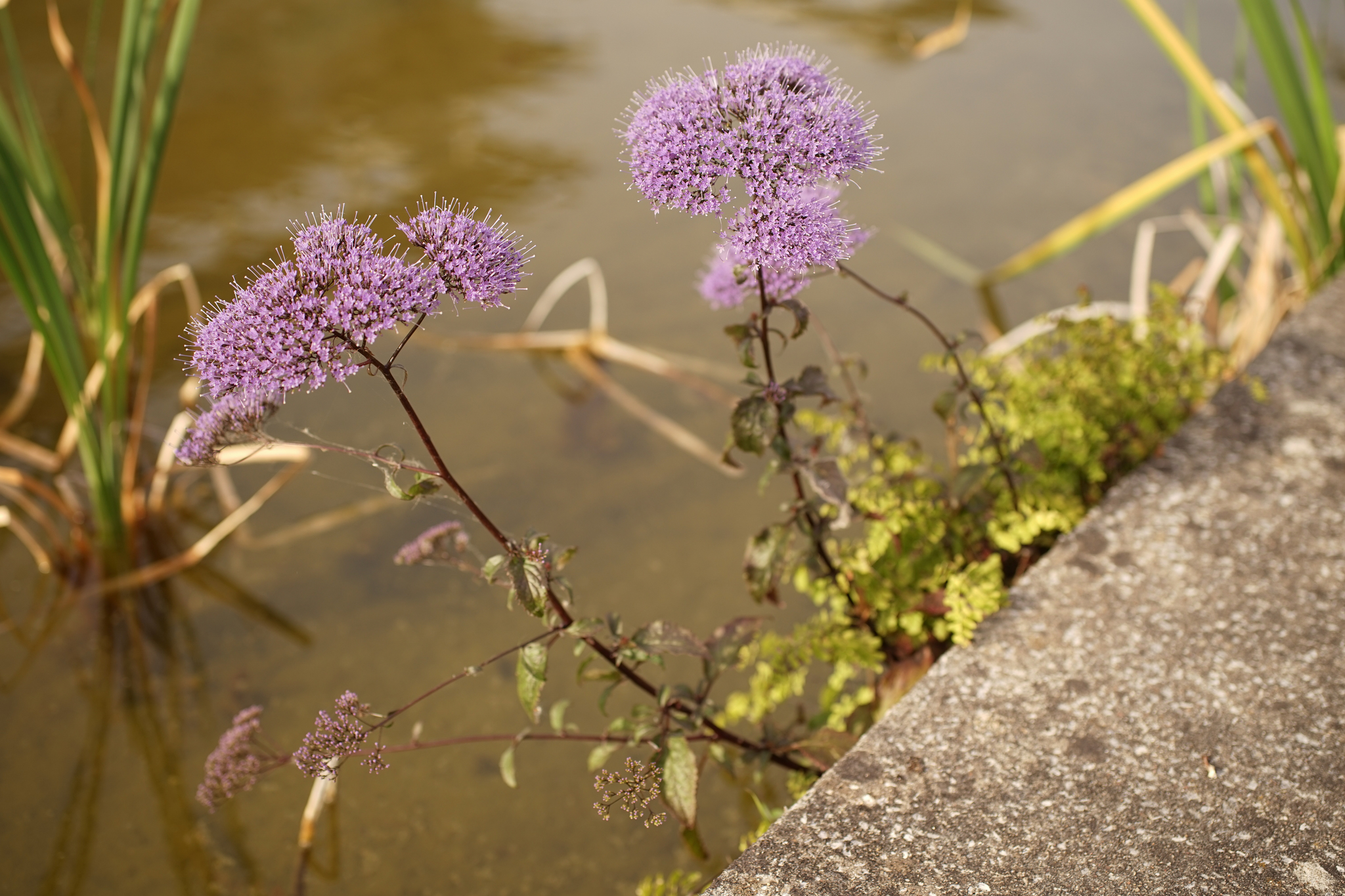Photo of Throatwort (8/12)