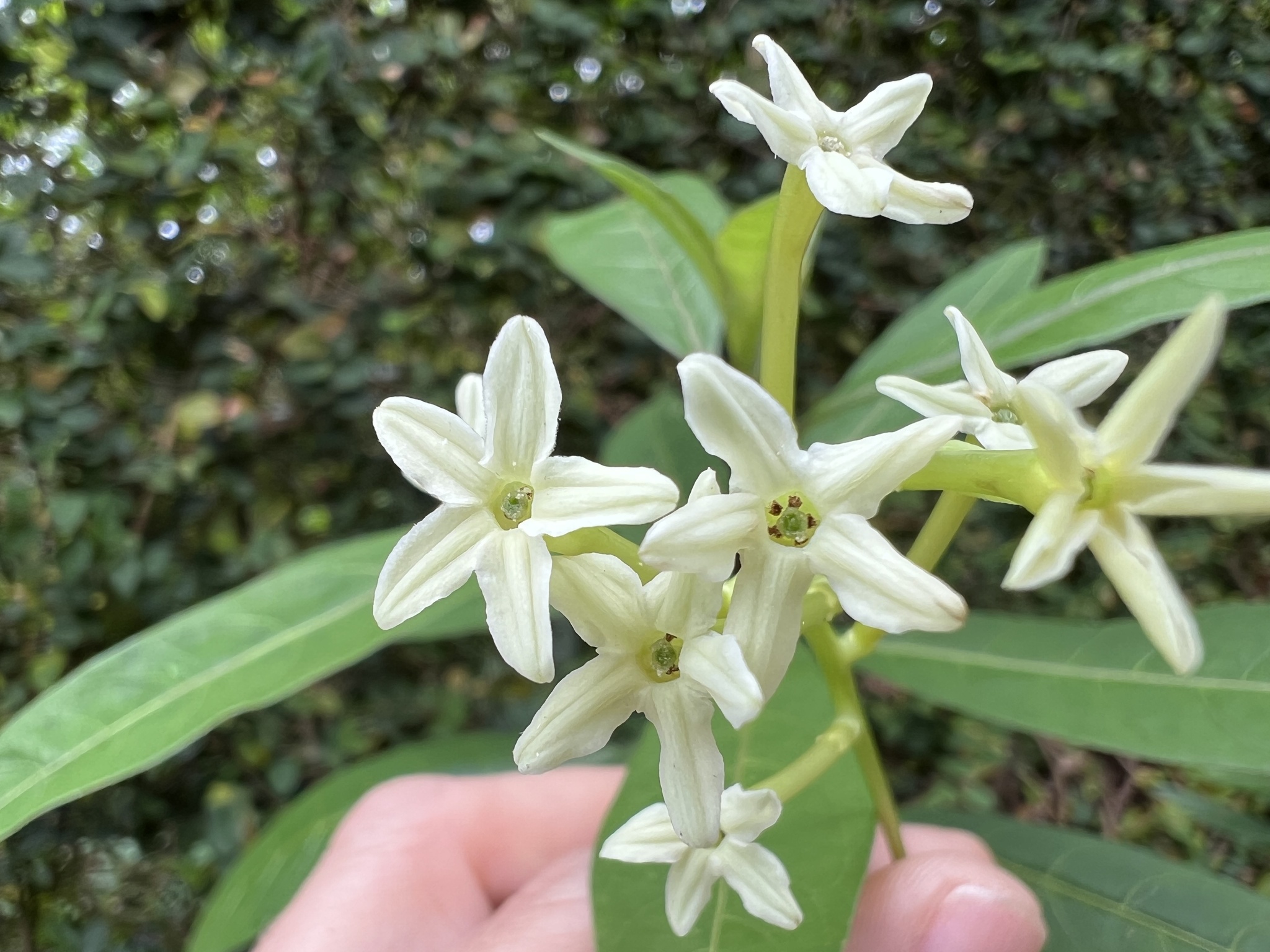 Photo of Plantae (1/7)