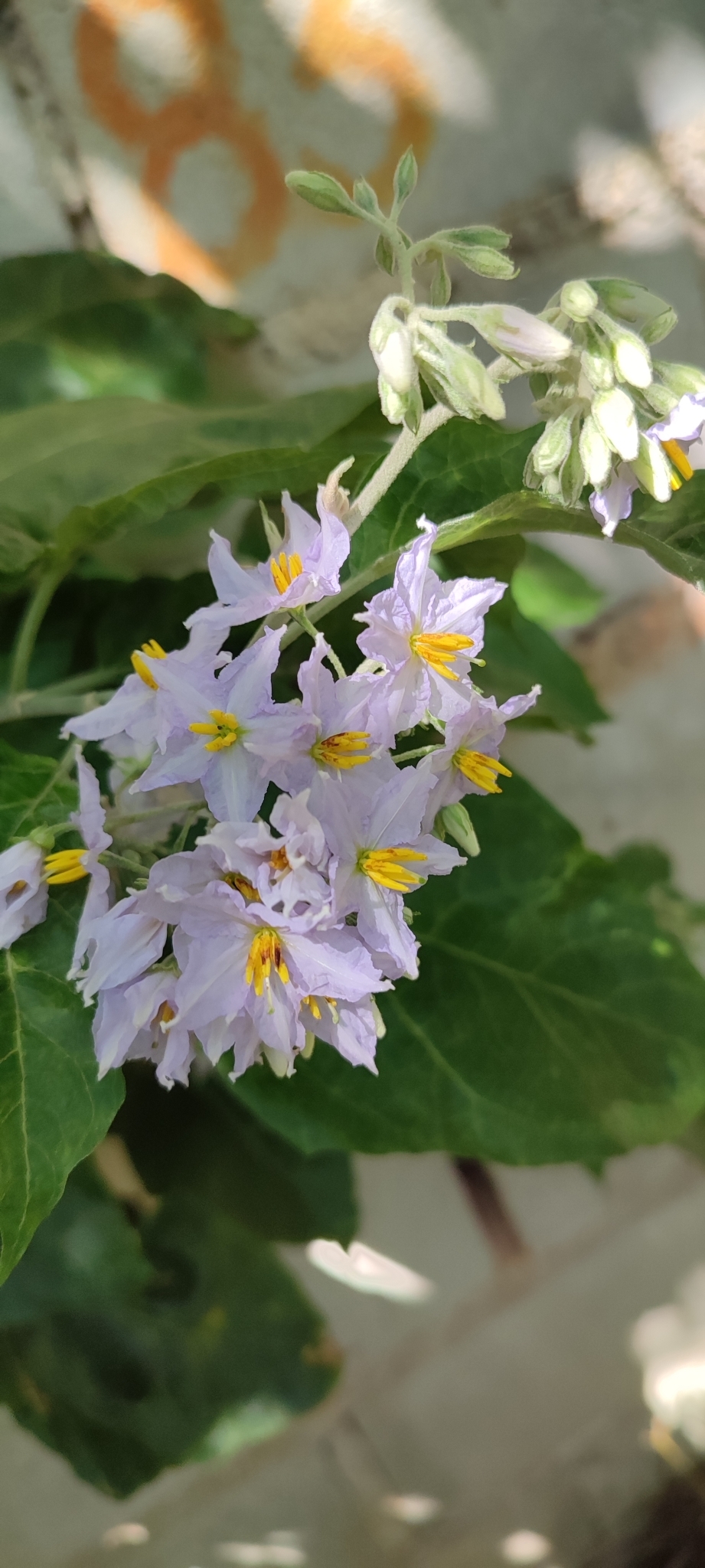 Photo of Solanum paniculatum (6/13)