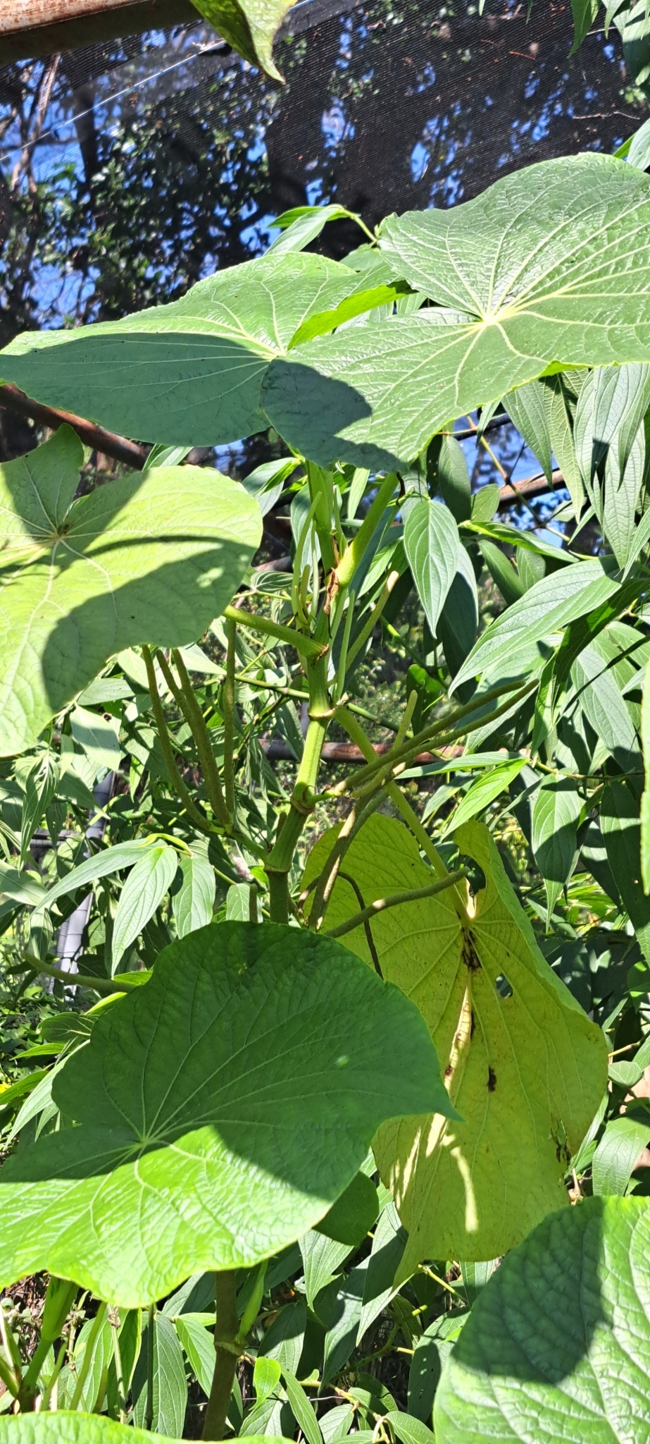 Photo of pariparoba (2/7)