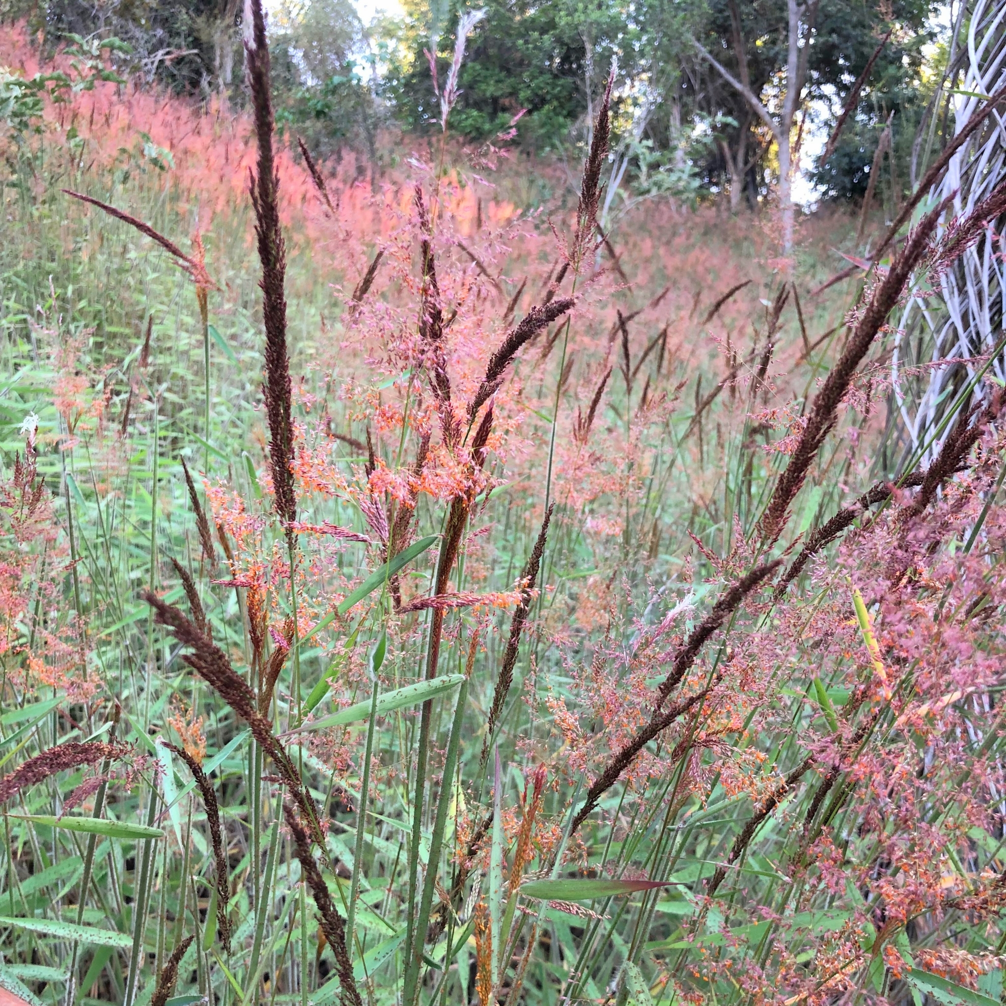 Photo of Molasses Grass (2/11)