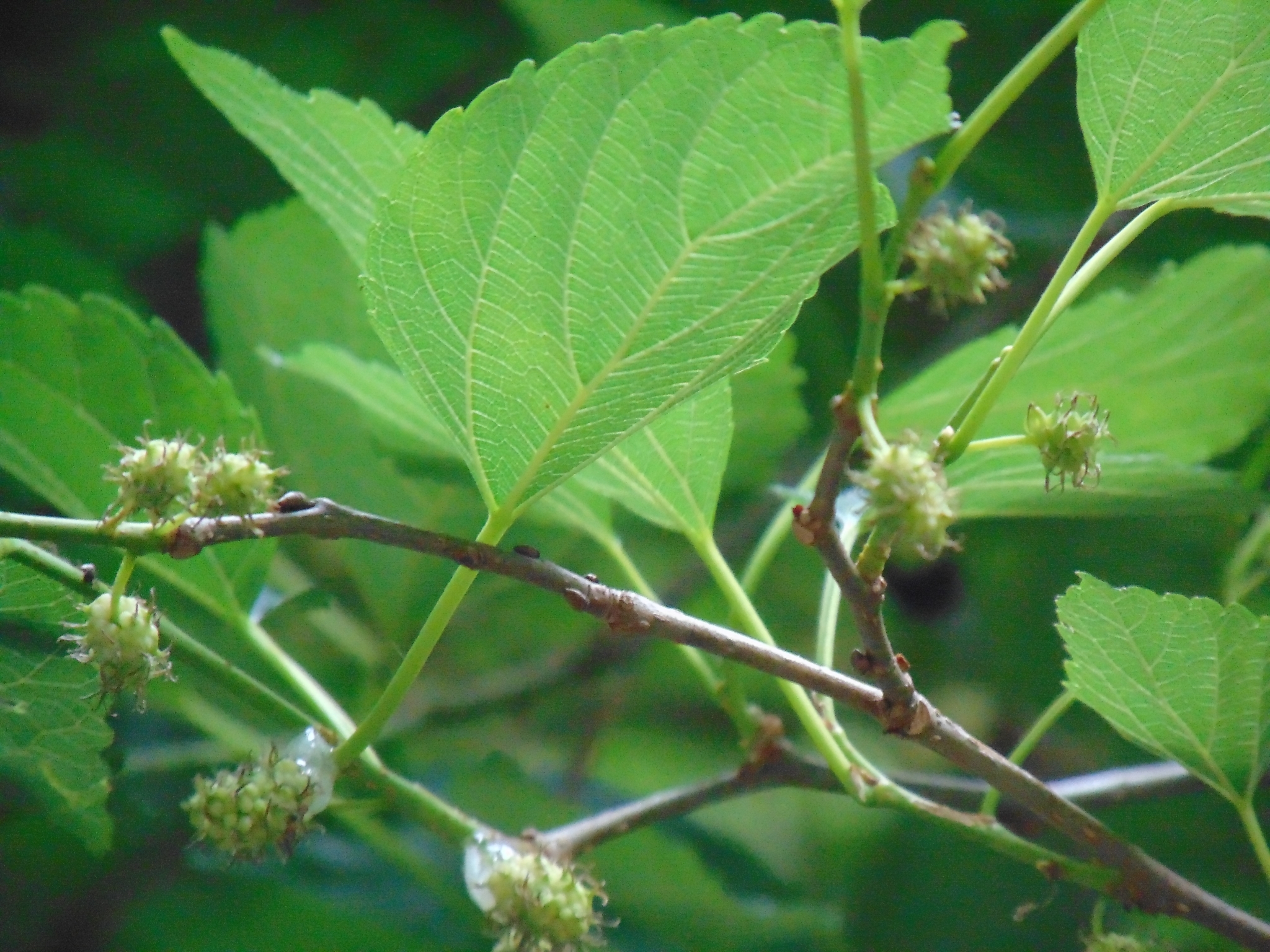 Photo of white mulberry (6/6)