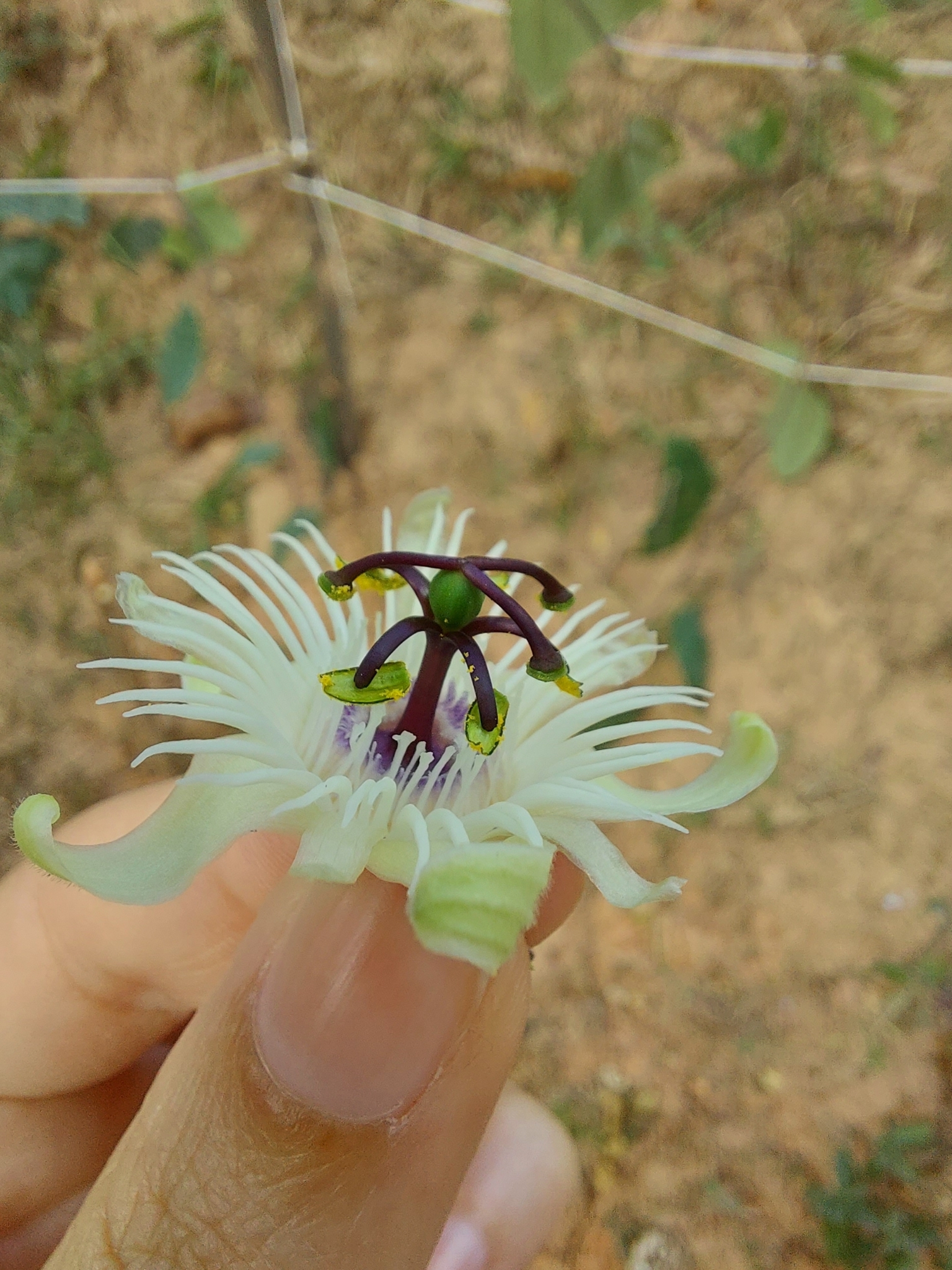 Photo of Passiflora pohlii (6/6)