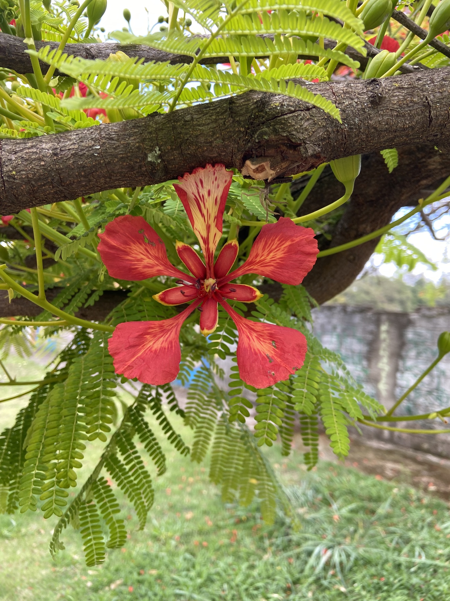 Photo of Flamboyant (11/12)