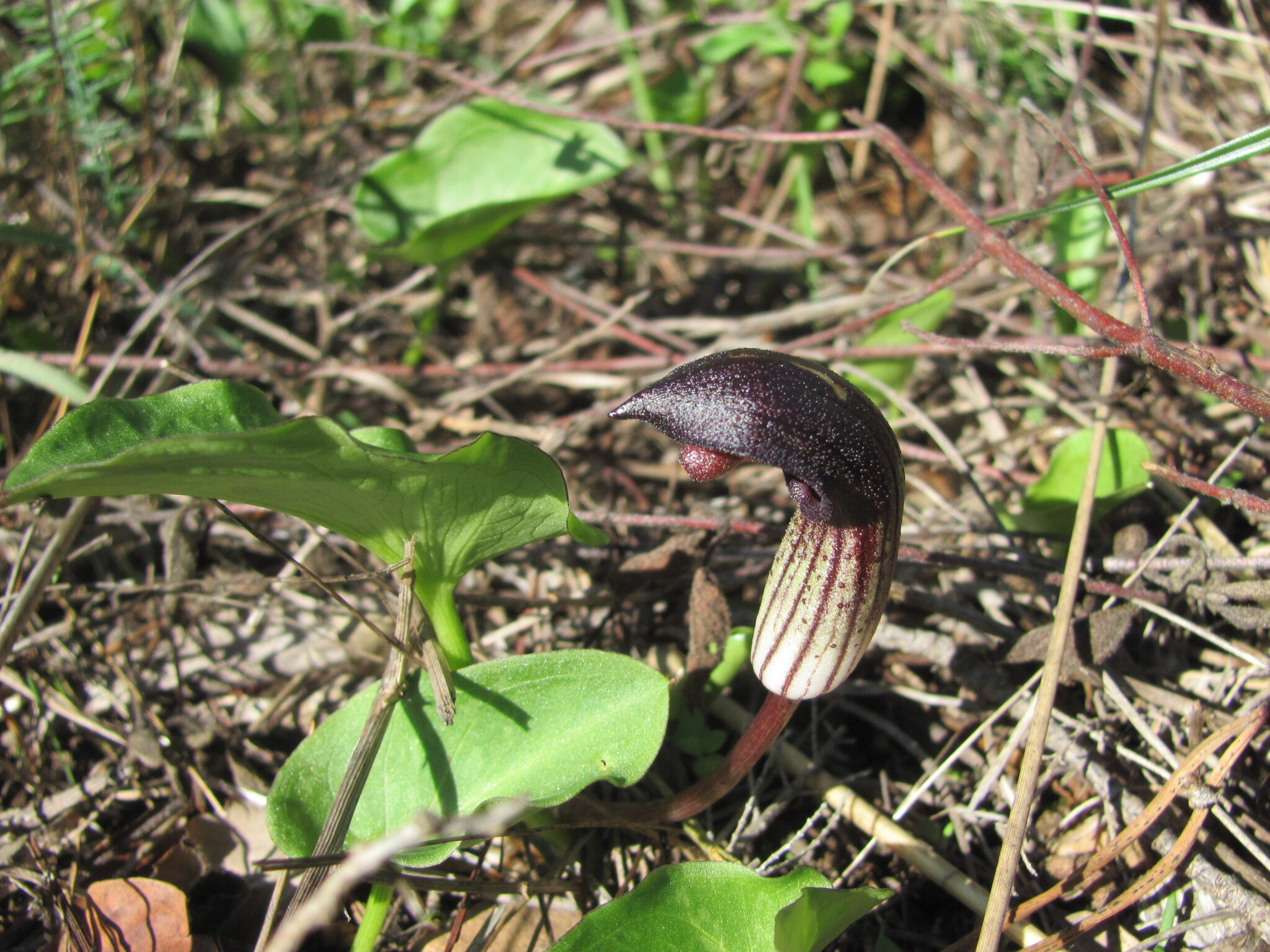 Photo of Arisarum simorrhinum (5/12)