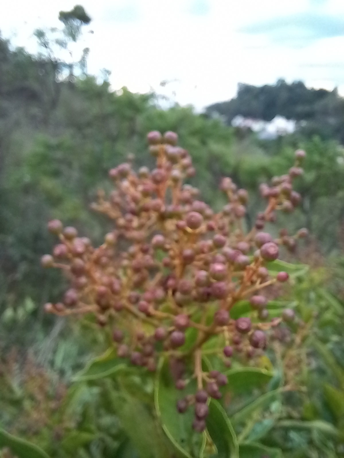 Photo of Magnoliopsida (3/5)