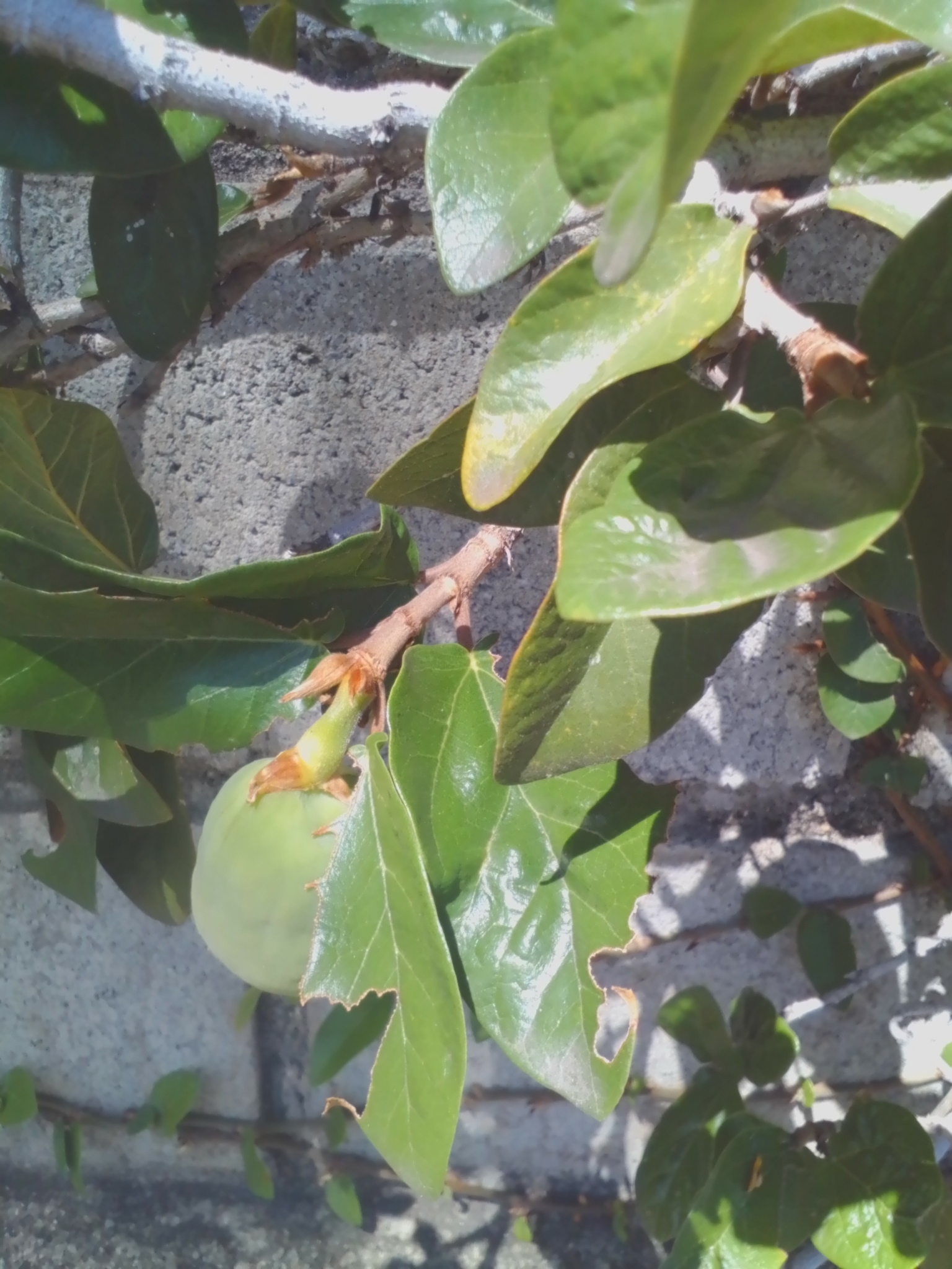Photo of Climbing fig (1/6)