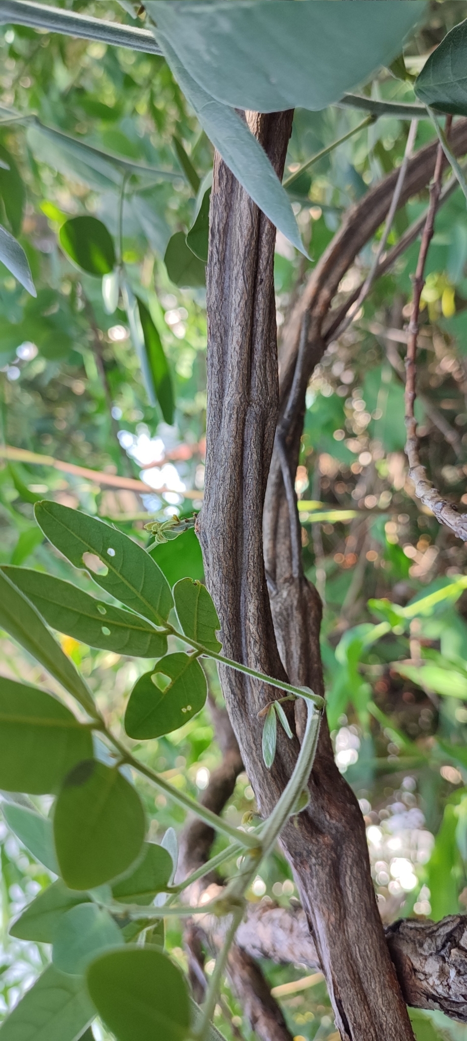 Photo of Senna angulata (9/12)