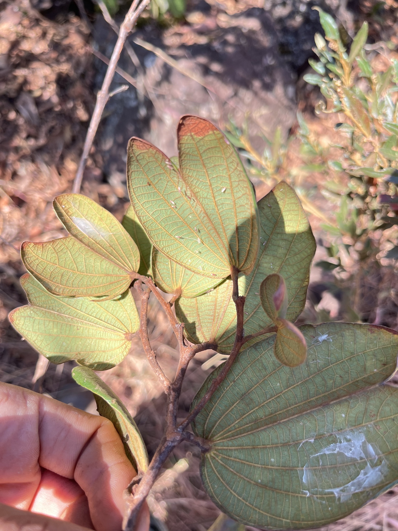 Photo of Bauhinia rufa (5/10)