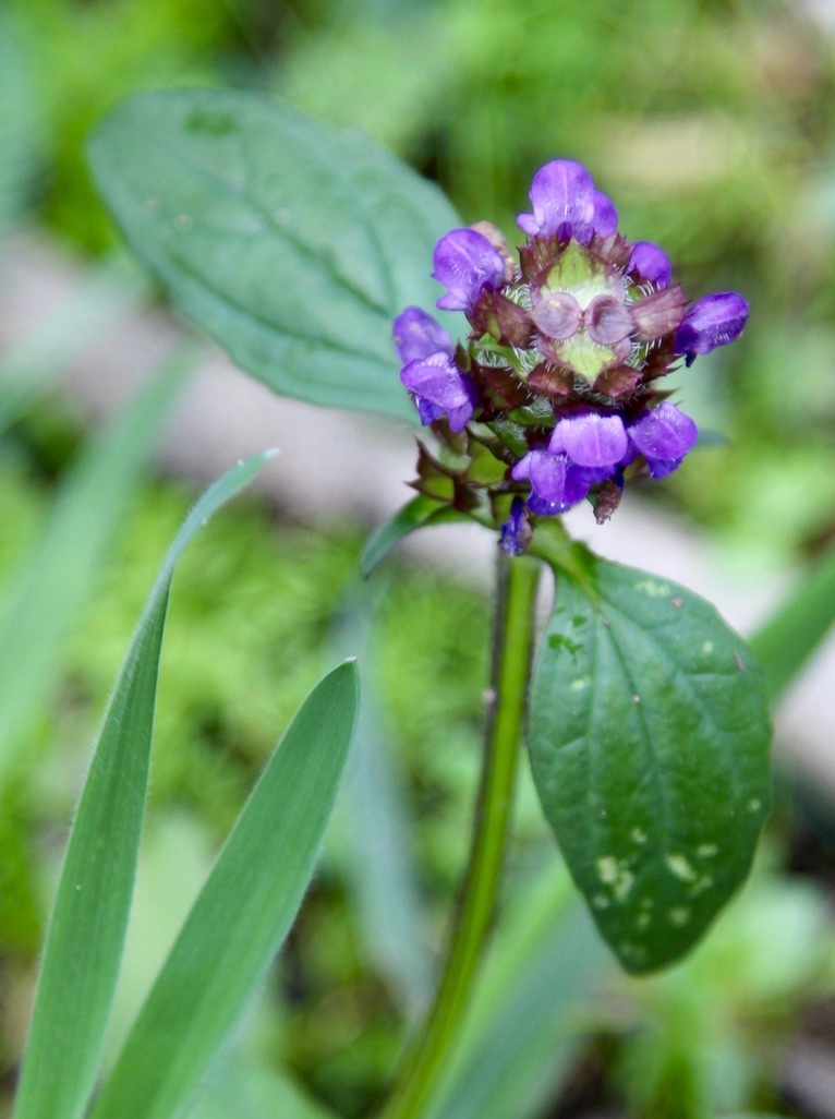 Photo of common selfheal (4/12)