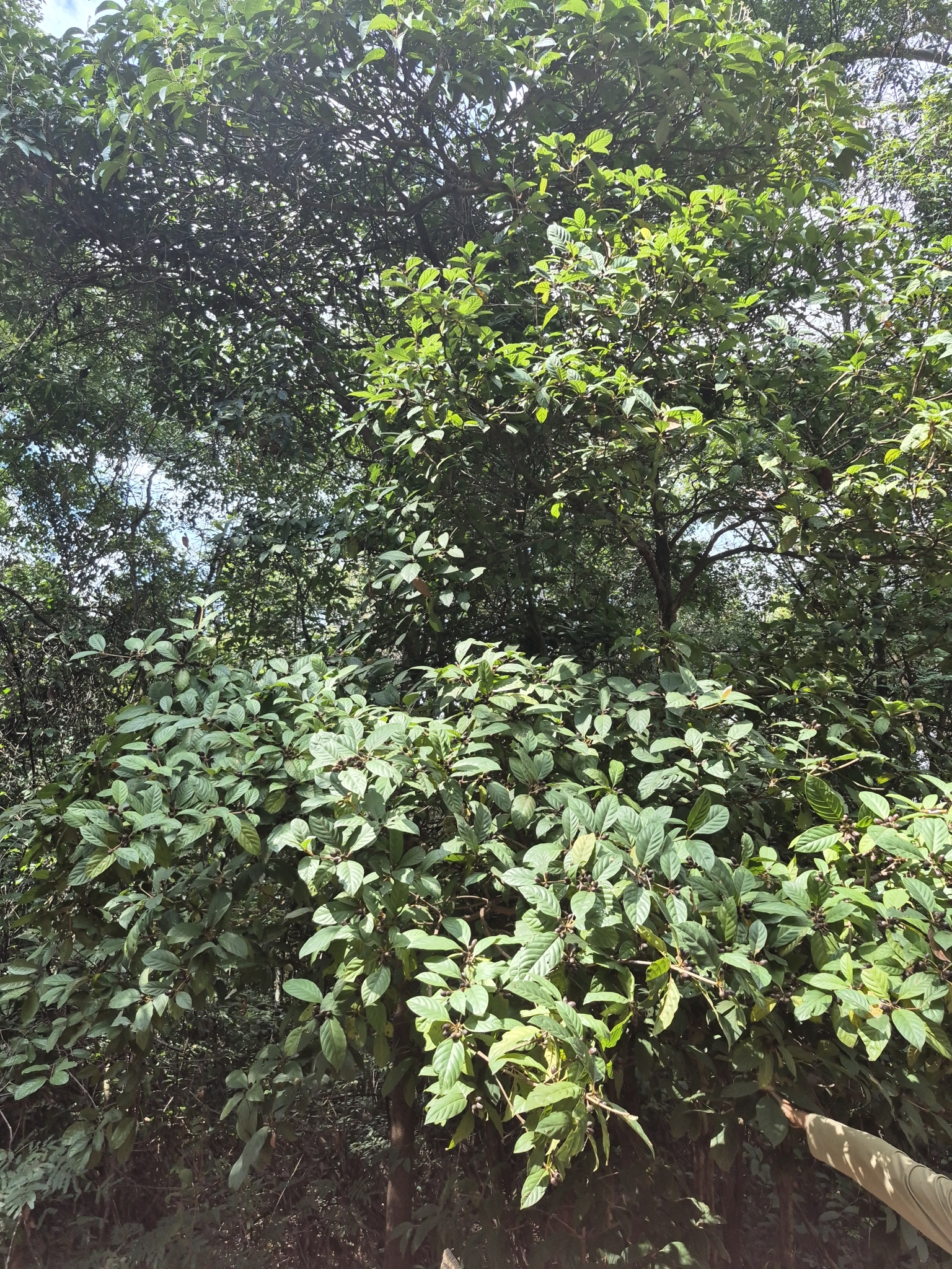 Photo of Amaioua guianensis (4/9)