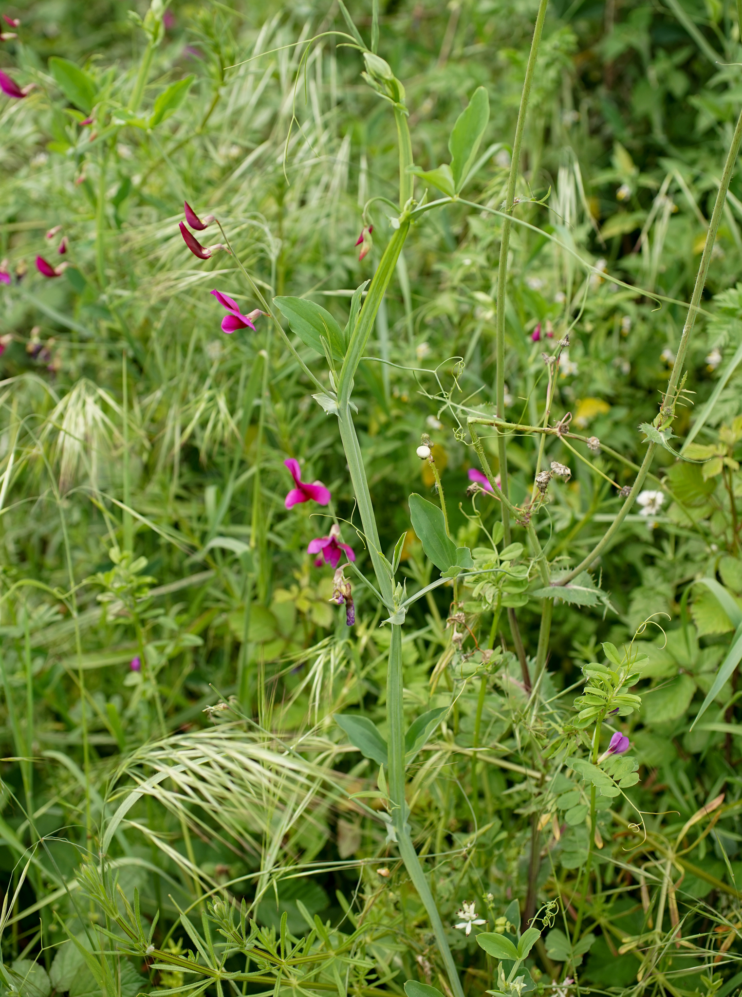 Photo of Tangier Pea (6/11)