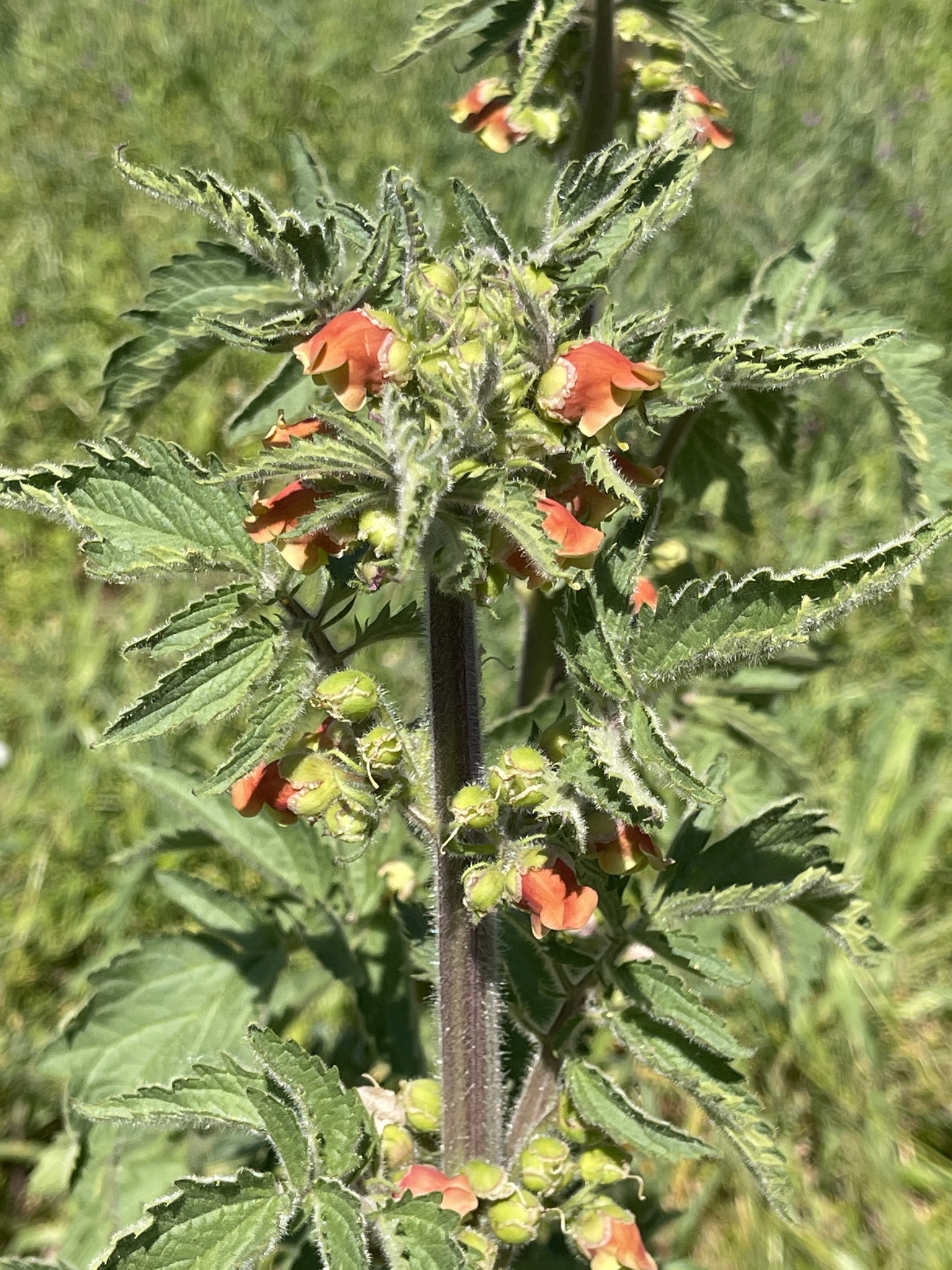 Photo of Scrophularia grandiflora (7/12)