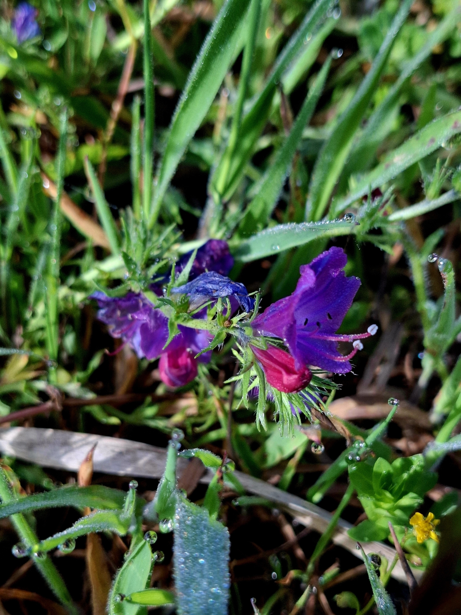 Photo of purple viper's-bugloss (3/12)