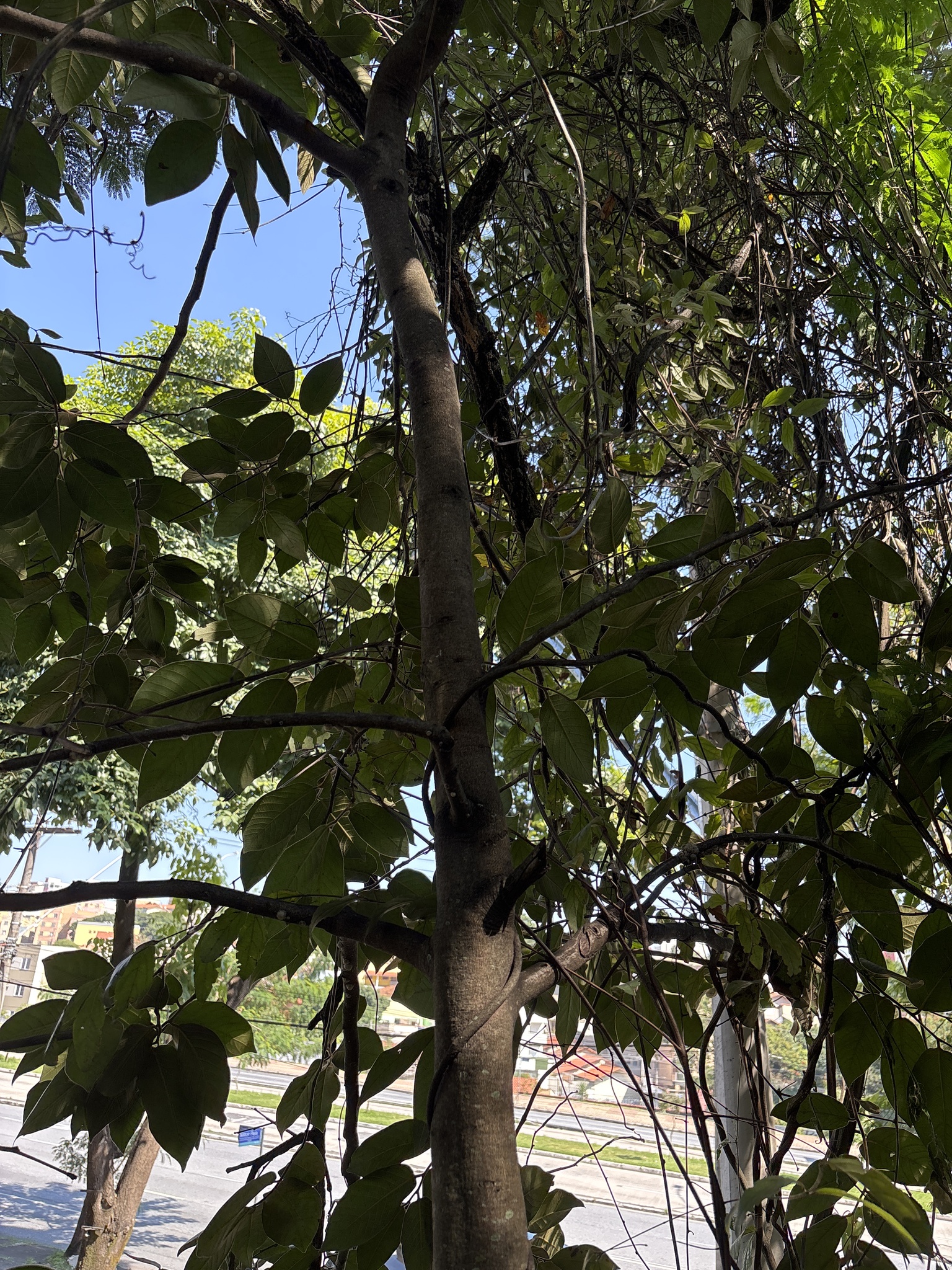 Photo of Diospyros lasiocalyx (10/12)