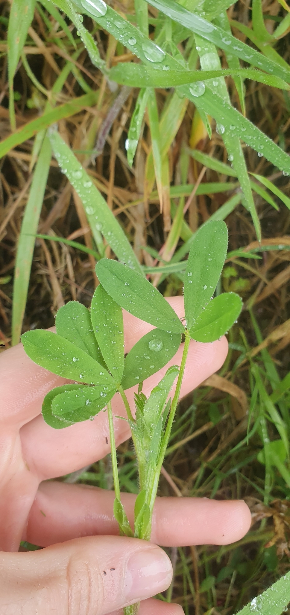 Photo of hop trefoil (9/12)