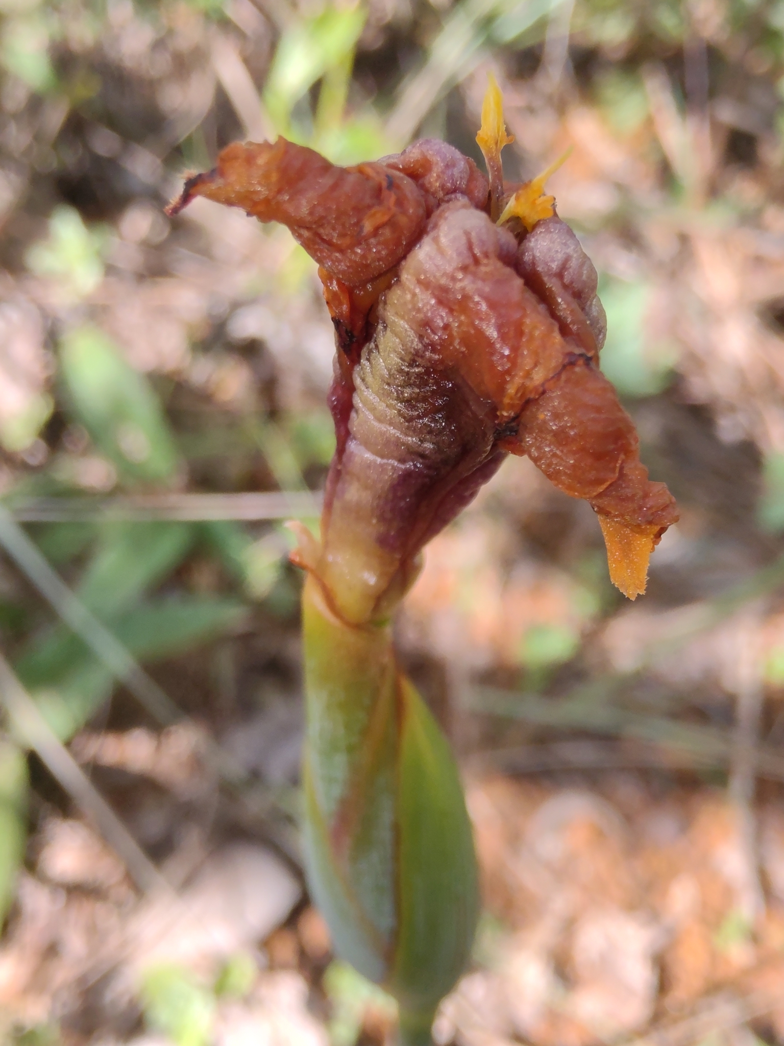 Photo of Trimezia juncifolia (2/7)