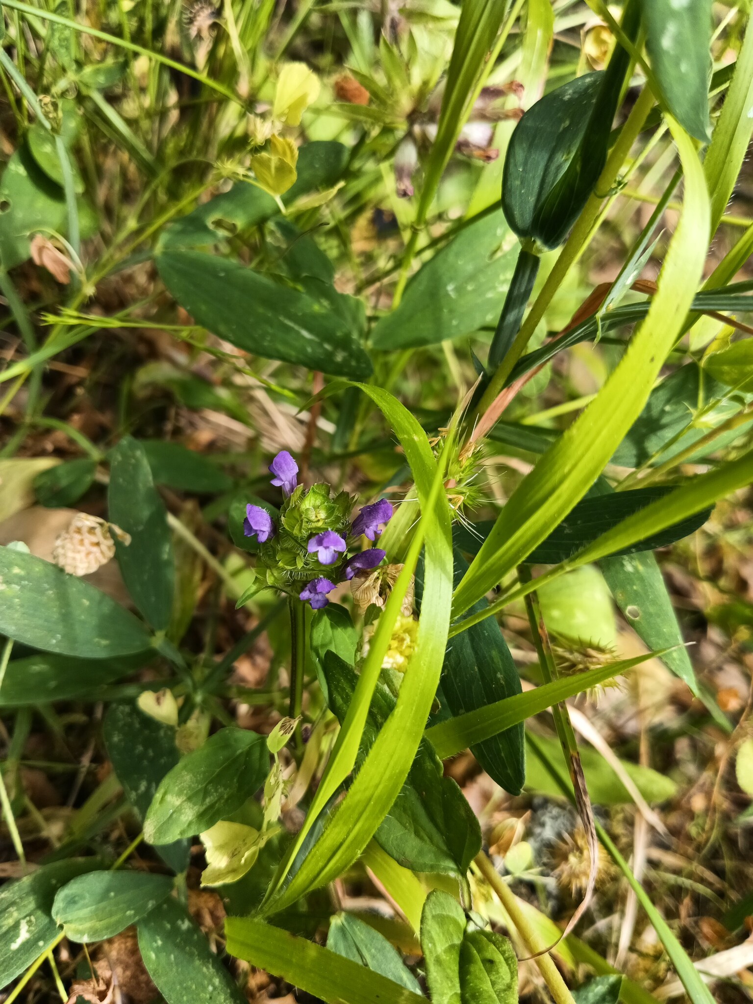 Photo of common selfheal (11/12)