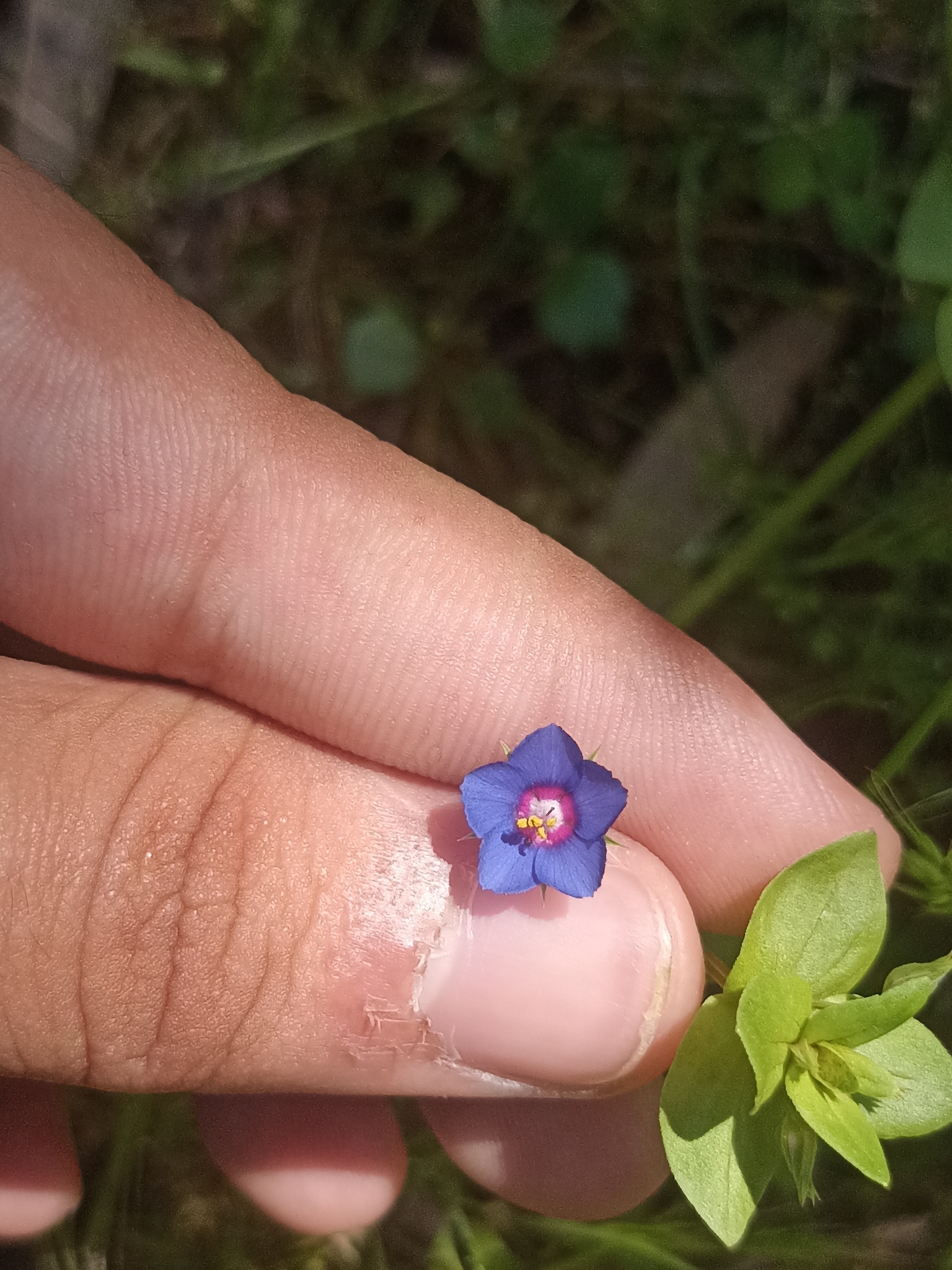 Photo of Blue Scarlet Pimpernel (7/12)