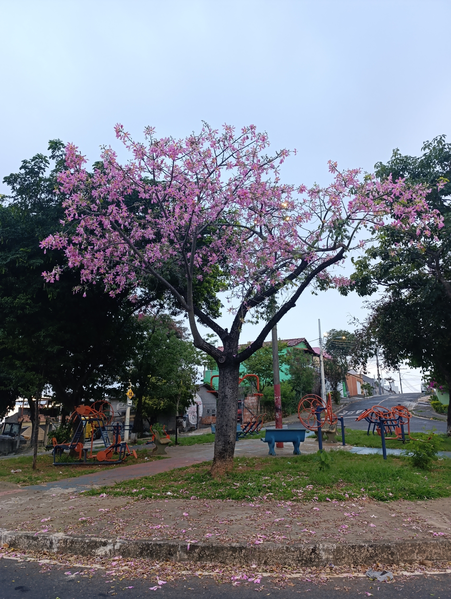 Photo of Silk floss tree (10/12)