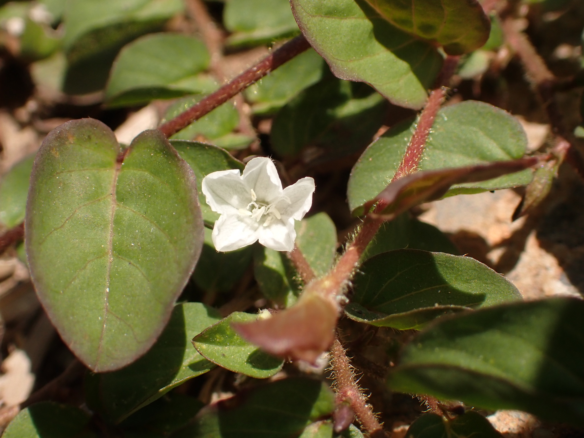 Photo of Dwarf Morning Glory (7/7)