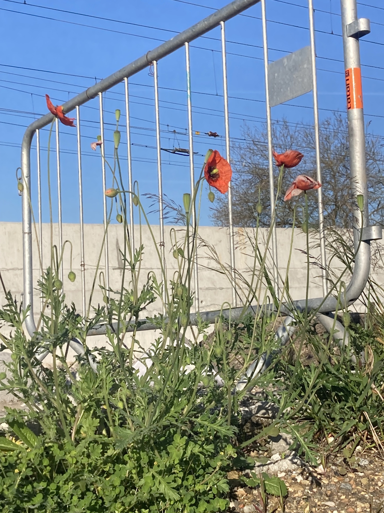 Photo of Long-headed poppy (12/12)