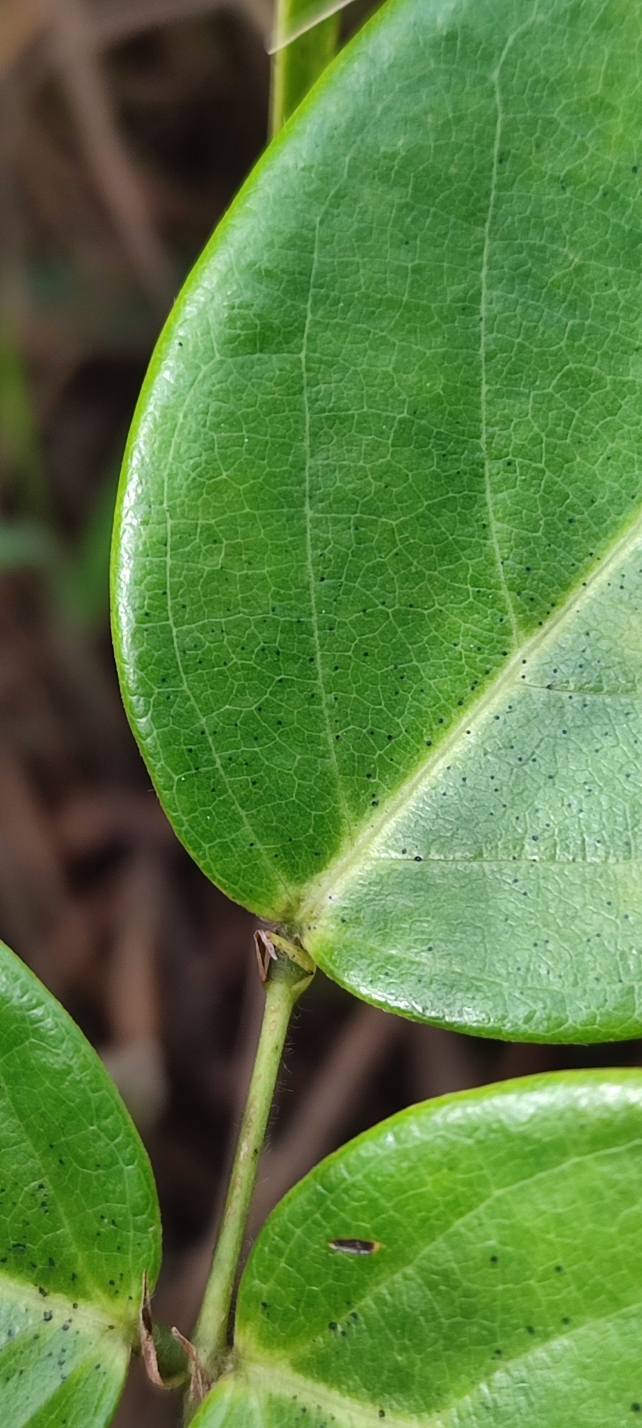 Photo of Clitoria falcata (5/12)