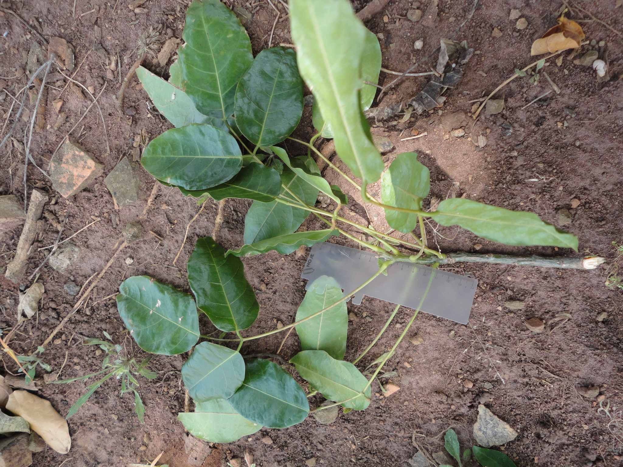 Photo of Erythrina (3/6)