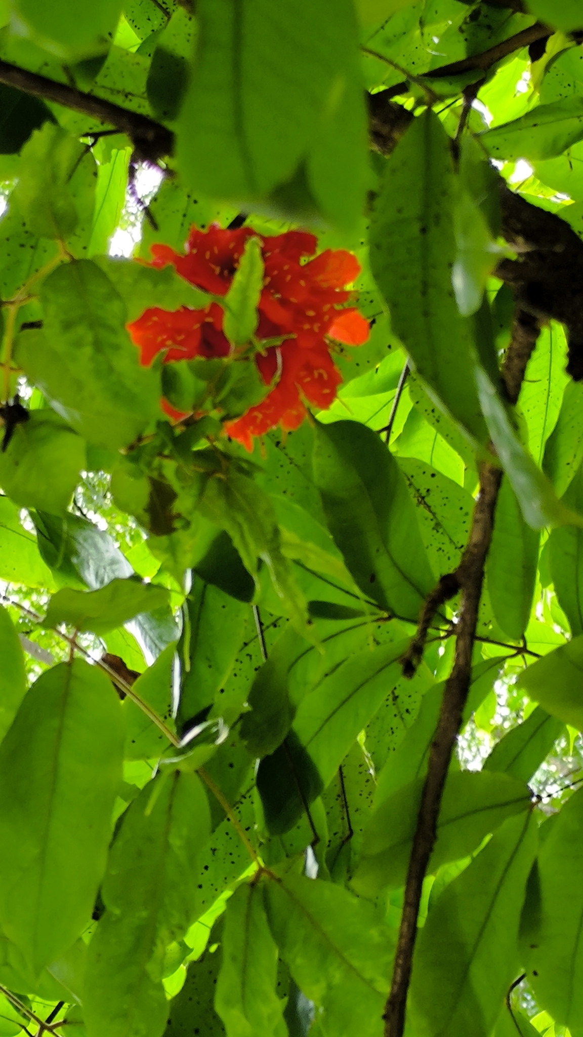 Photo of Rose of Venezuela (9/10)