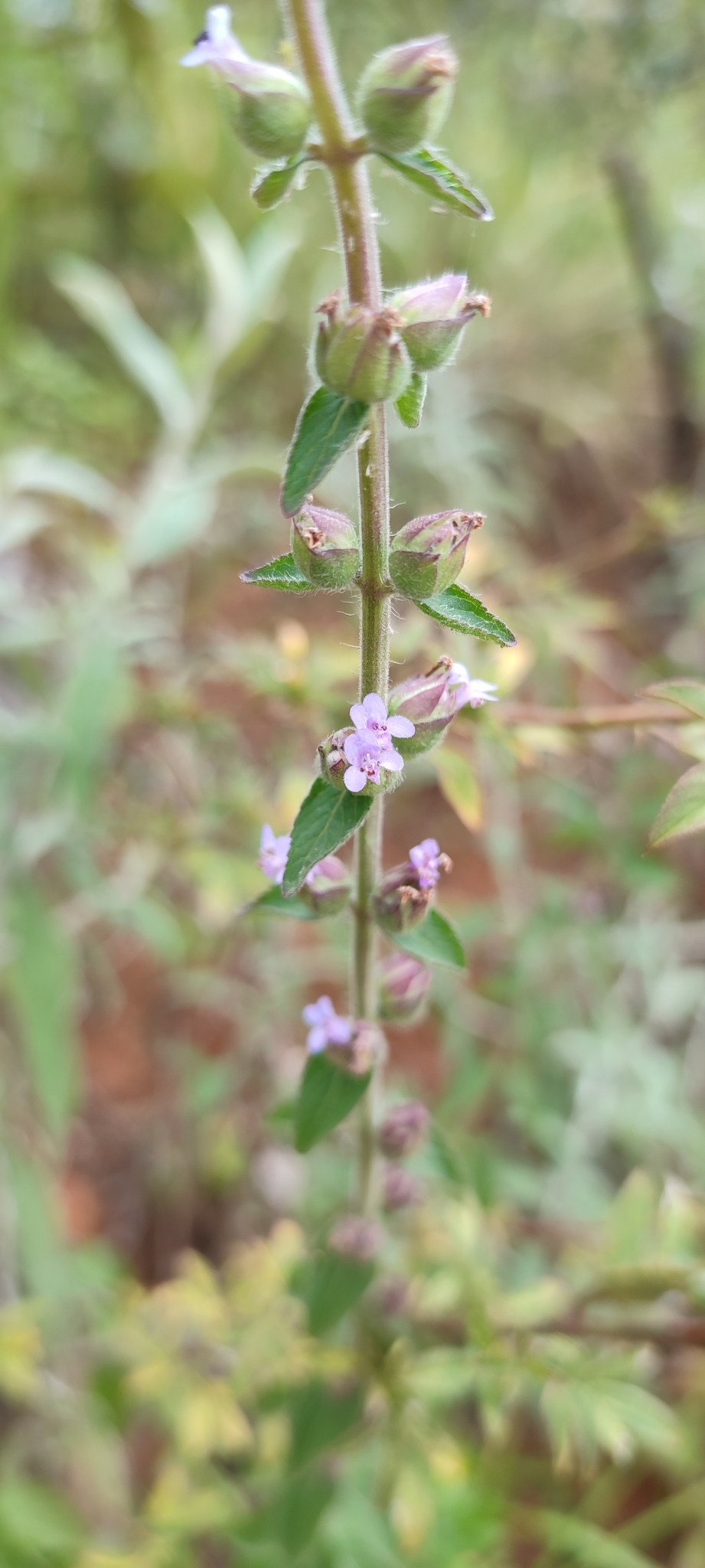 Photo of Oocephalus oppositiflorus (7/12)