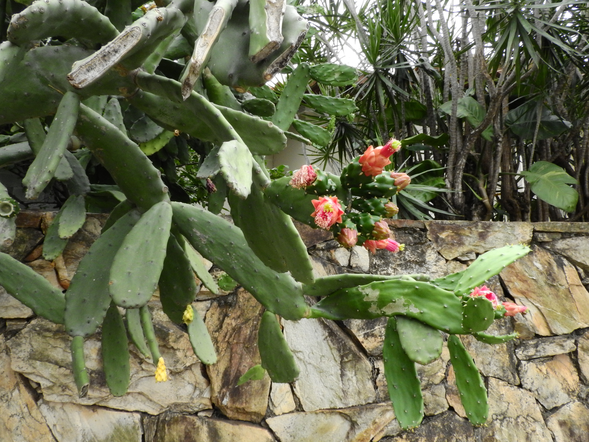 Photo of Cochineal Nopal Cactus (9/12)