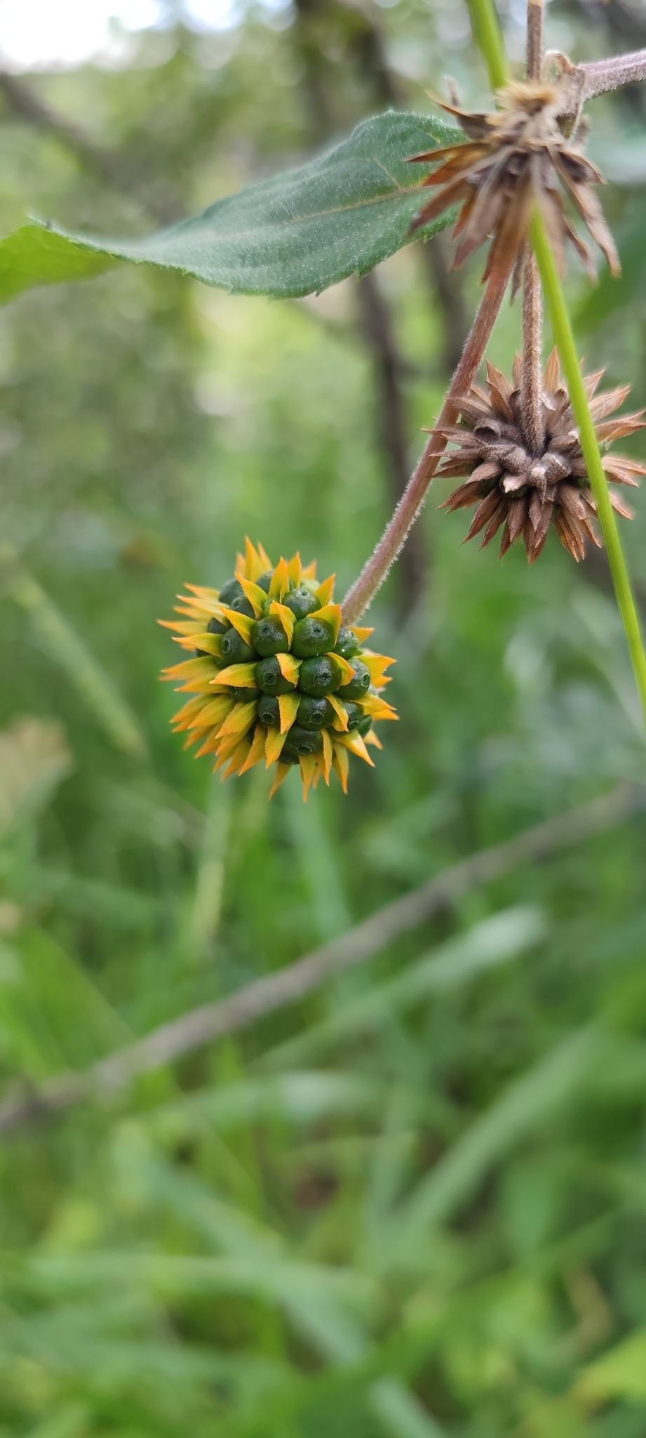 Photo of Tilesia baccata (4/10)