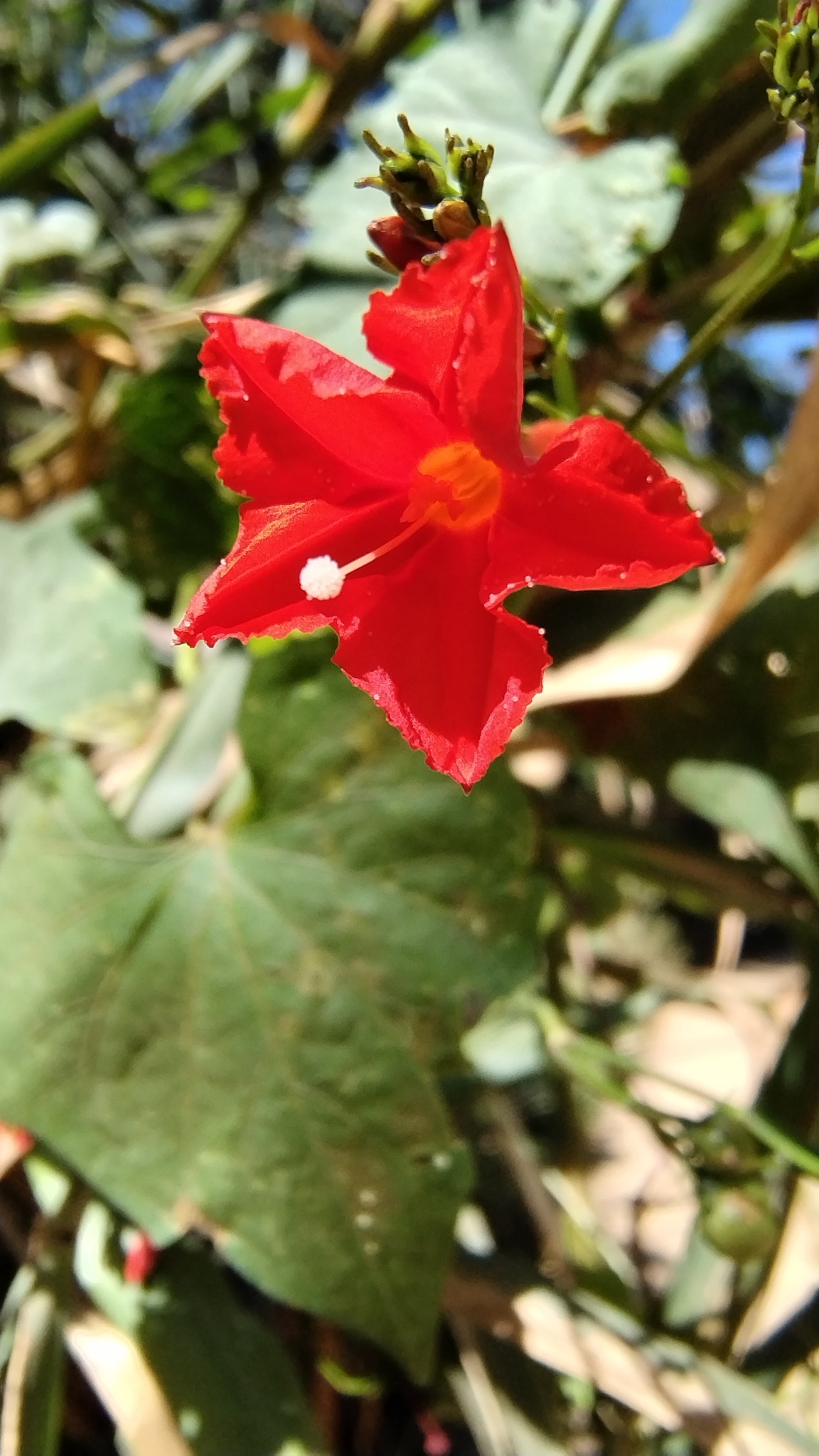Photo of scarlet creeper (6/11)