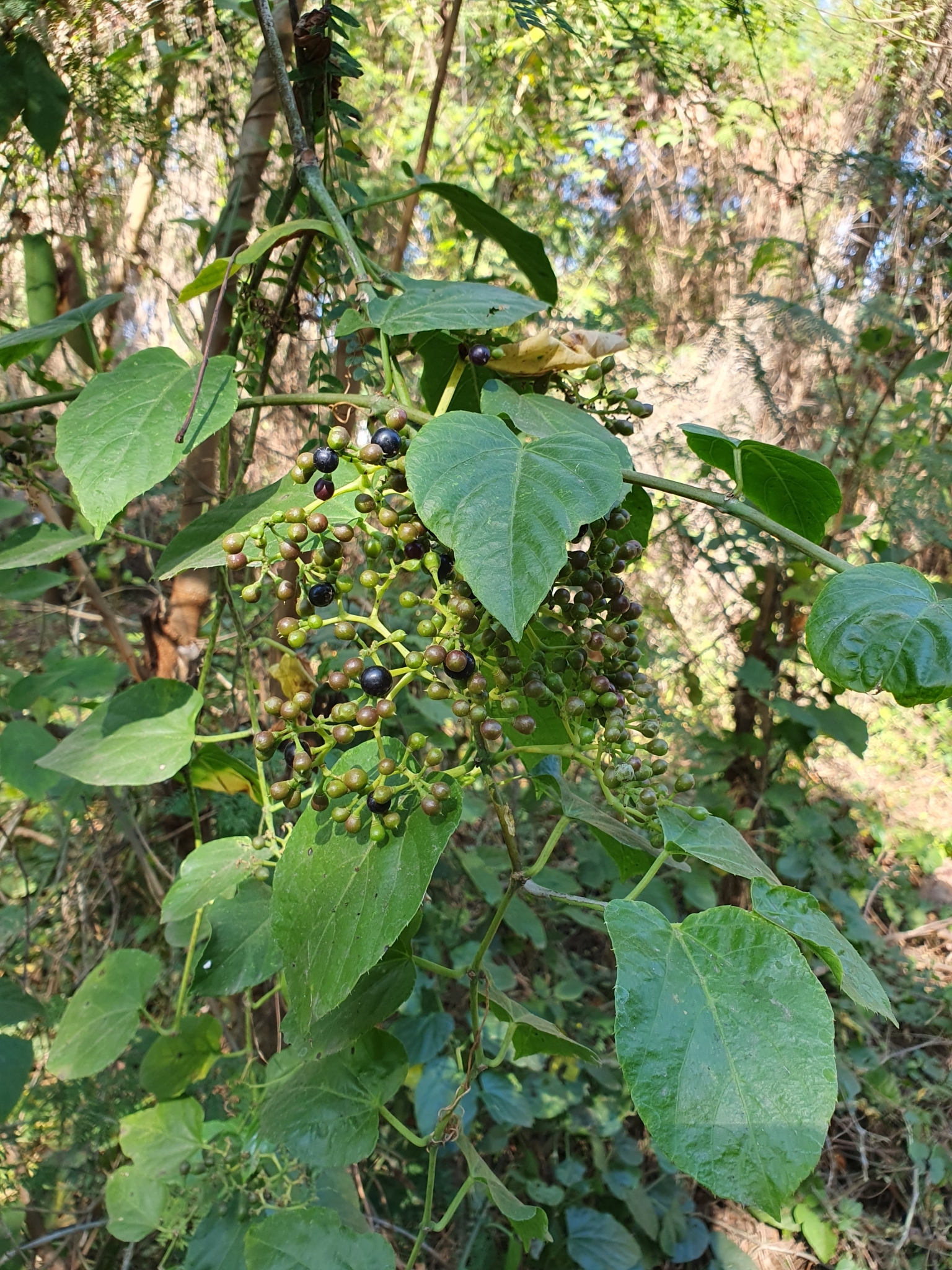 Photo of Possum grape (8/12)
