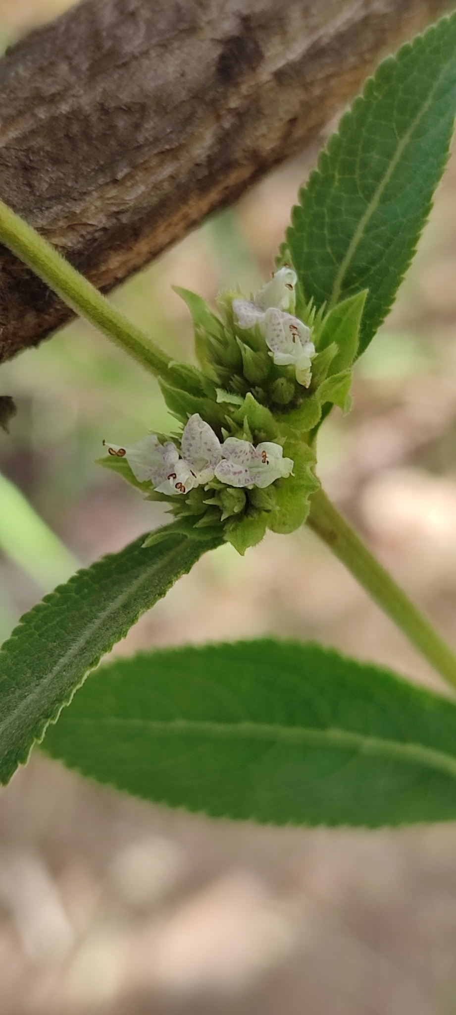 Photo of Hyptis marrubioides (9/12)
