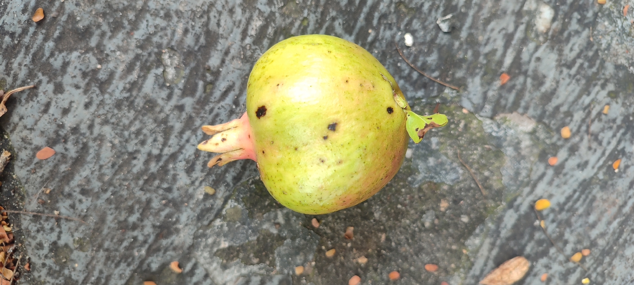 Photo of pomegranate (2/9)
