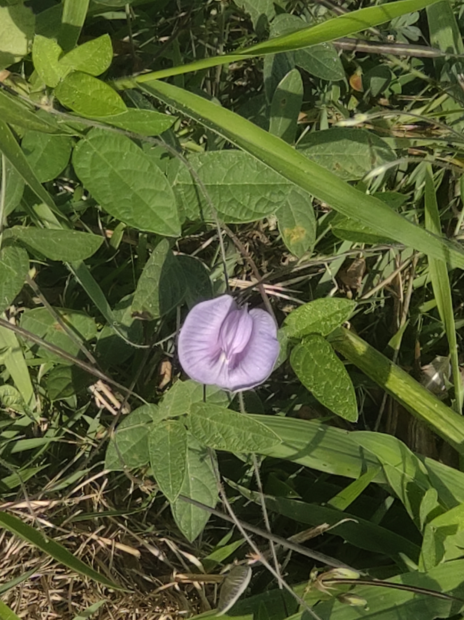 Photo of butterfly pea (7/9)