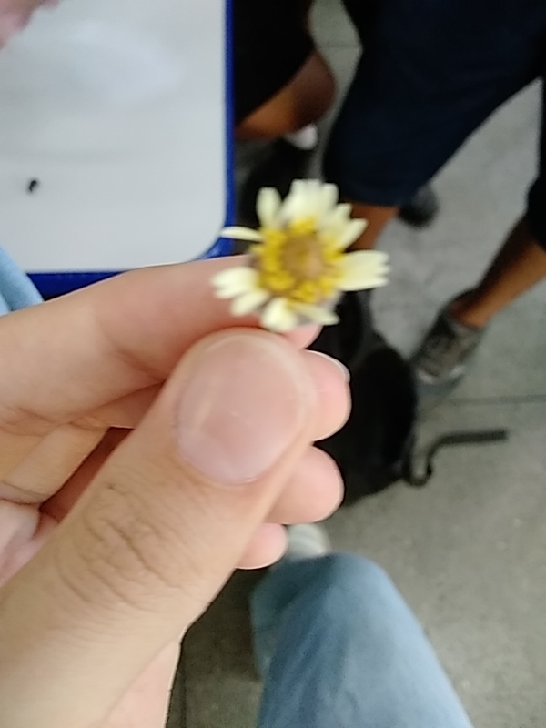 Photo of Tridax Daisy (3/12)