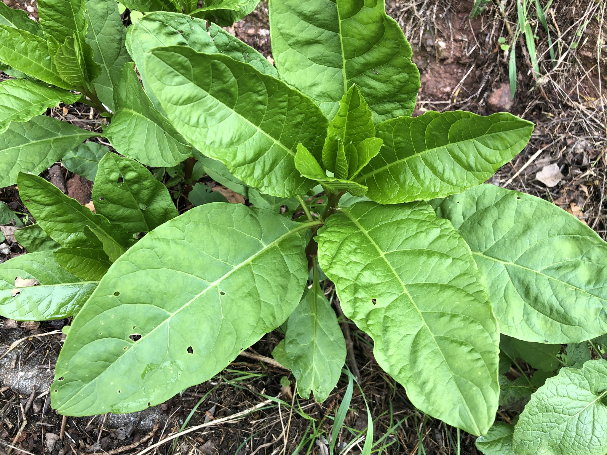 Photo of American pokeweed (8/12)