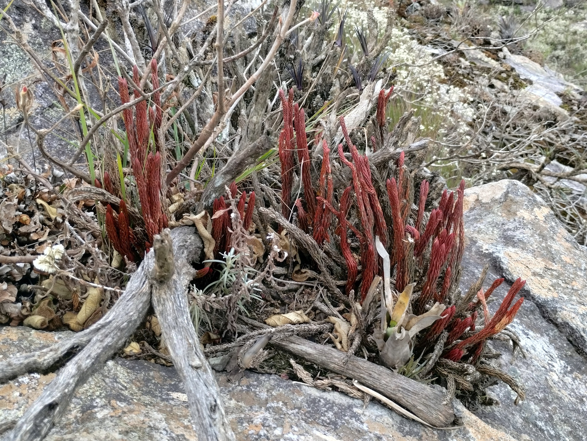 Photo of Phlegmariurus ruber (3/12)