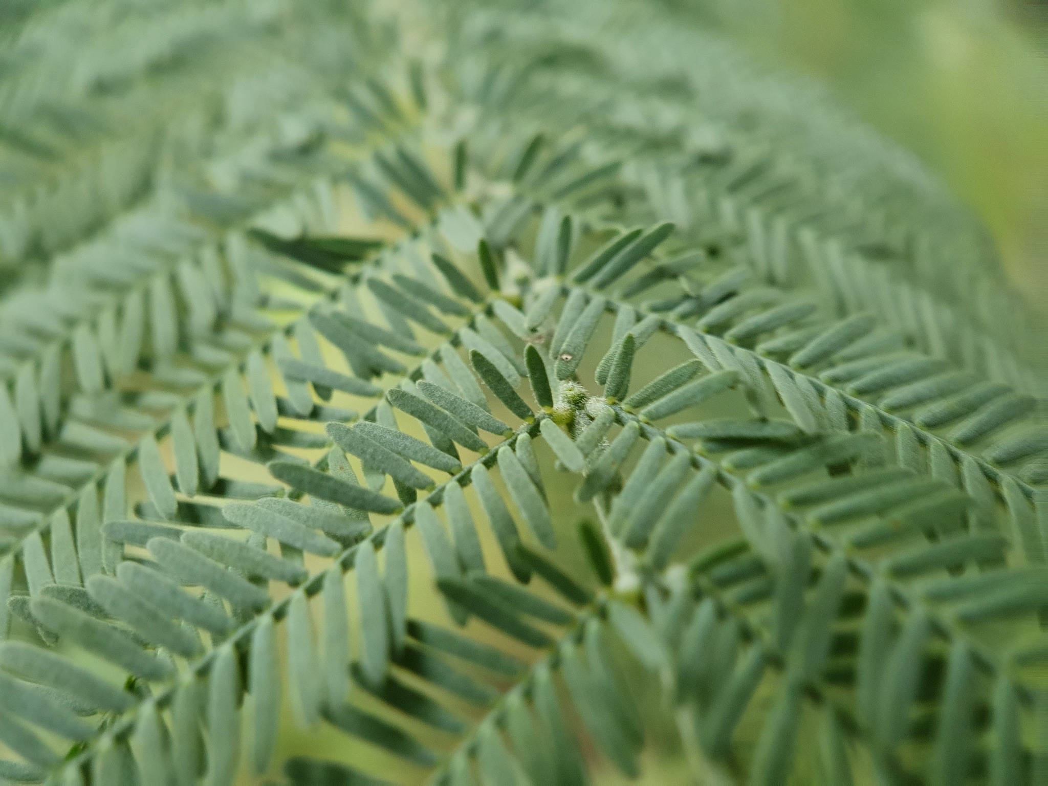Photo of Silver wattle (8/12)