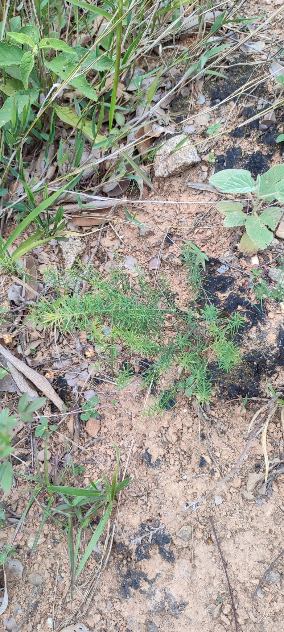 Photo of Camarea ericoides (7/8)