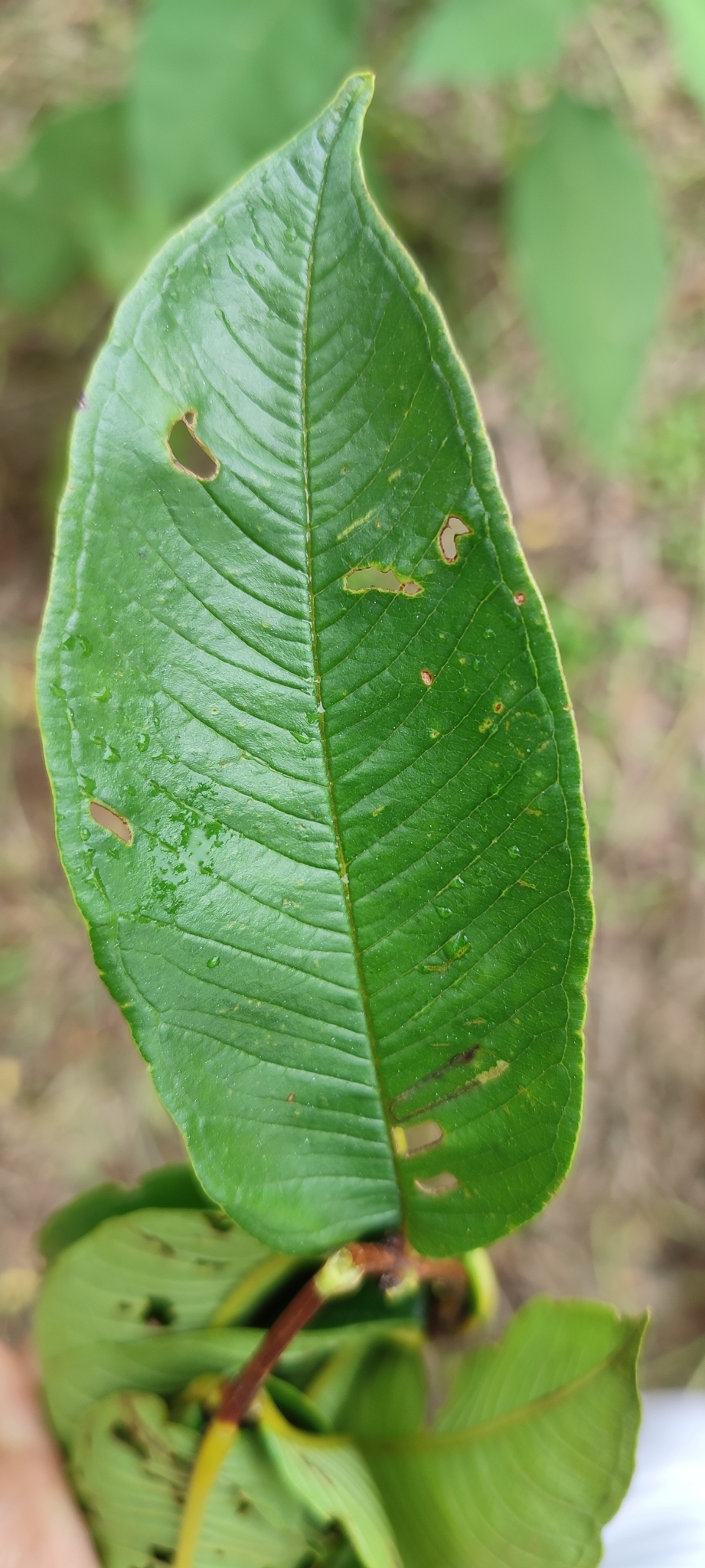 Photo of Qualea multiflora (6/12)