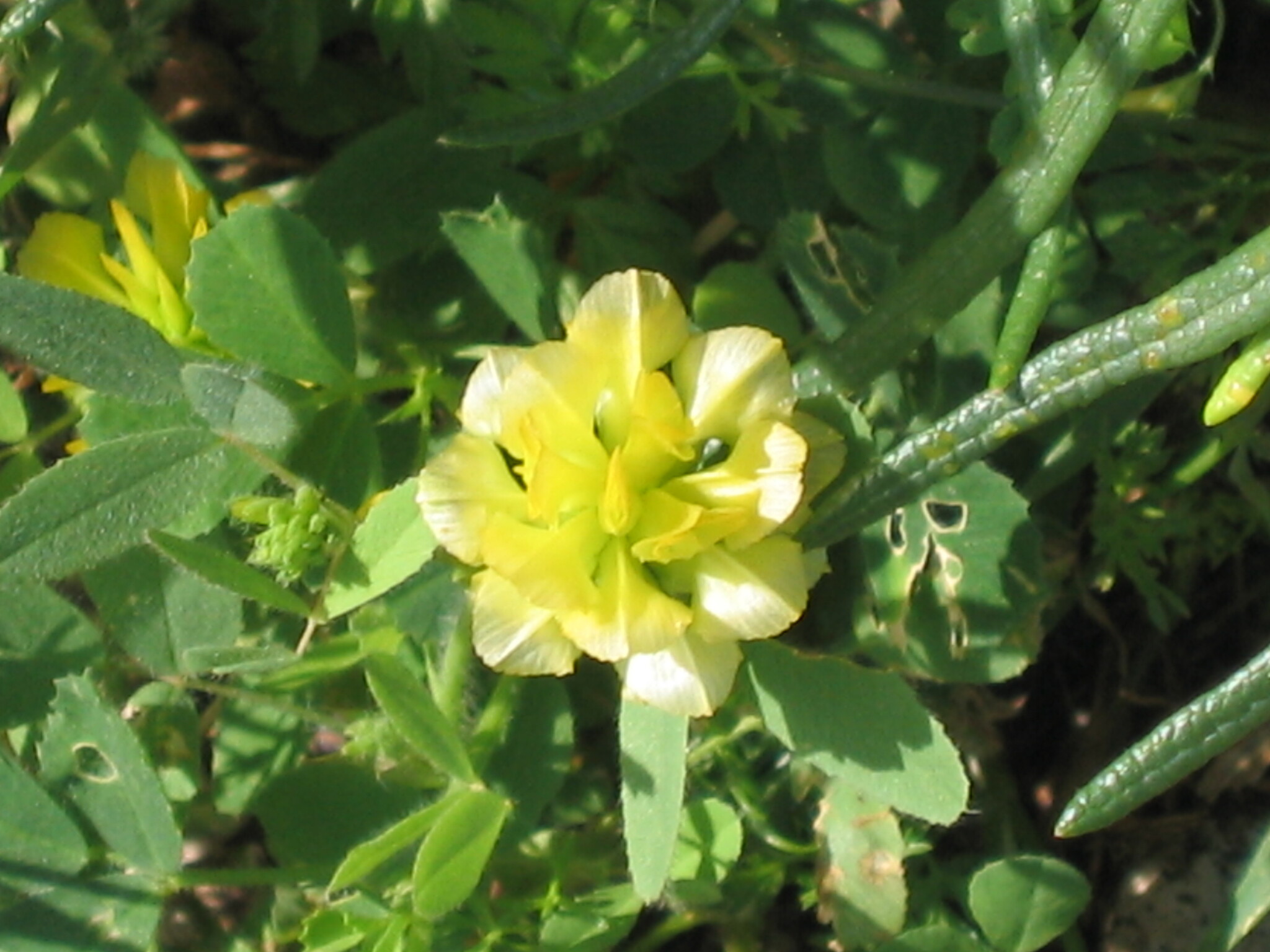 Photo of hop trefoil (6/12)