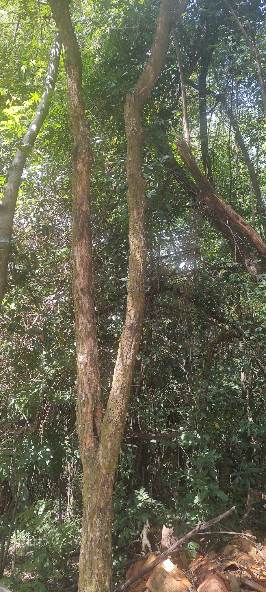Photo of Platypodium elegans (10/12)
