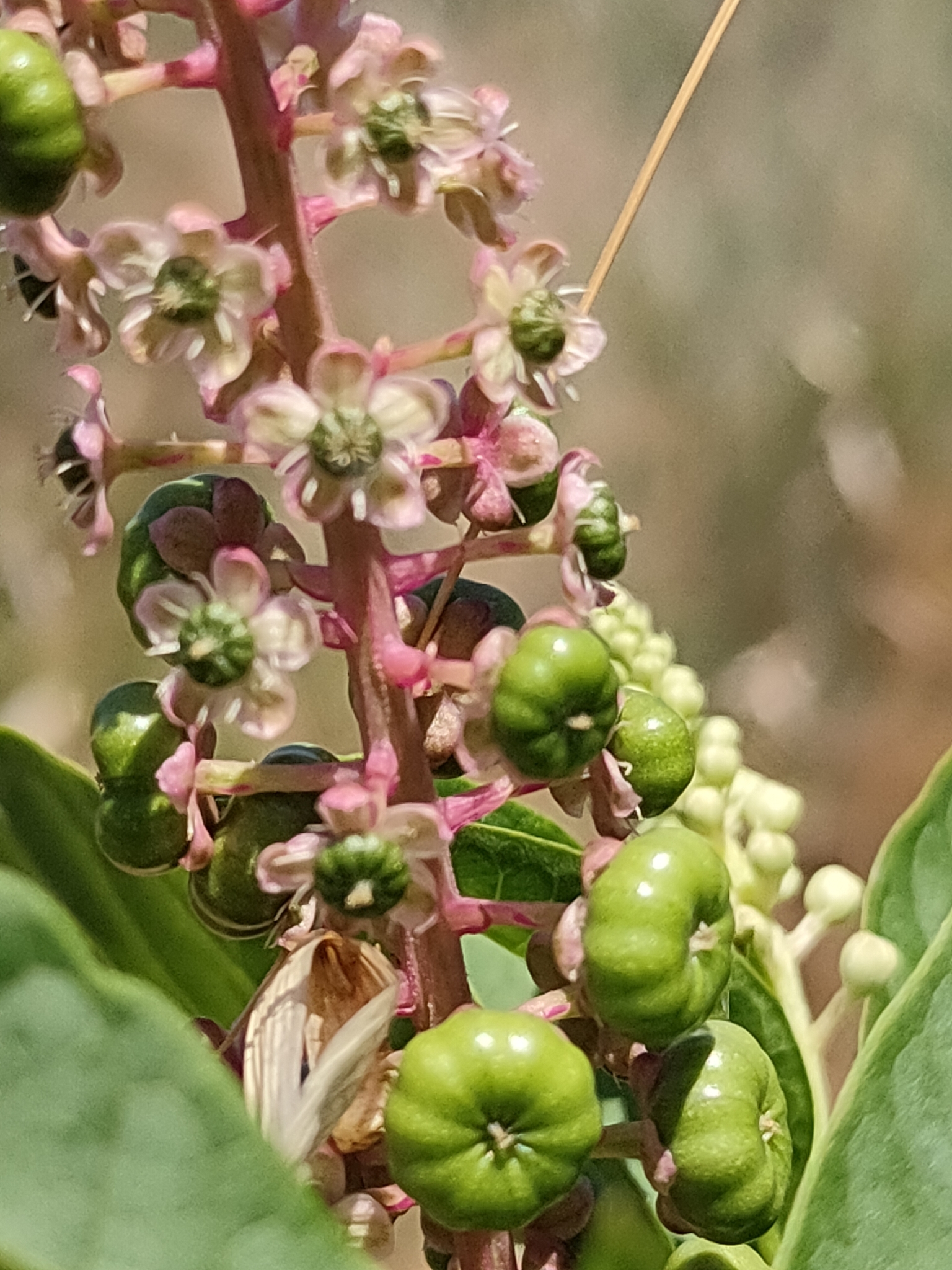 Photo of American pokeweed (4/12)